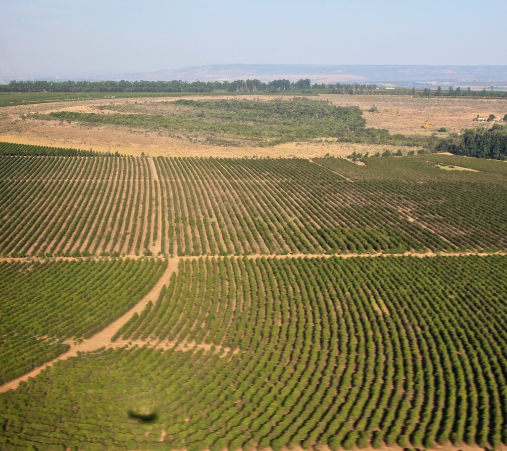 Fields with rows of coffee trees.