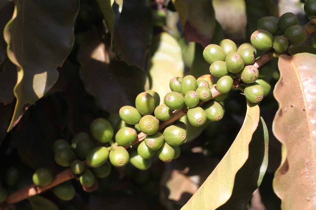 Green, unripe cherries: From flowering to harvest is usually a 40 week period. This year the harvest started after just 31 weeks though.