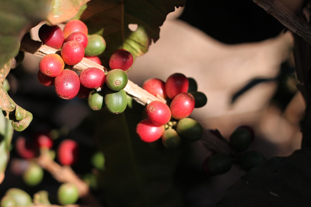 Some green and some red fully ripe cherries.