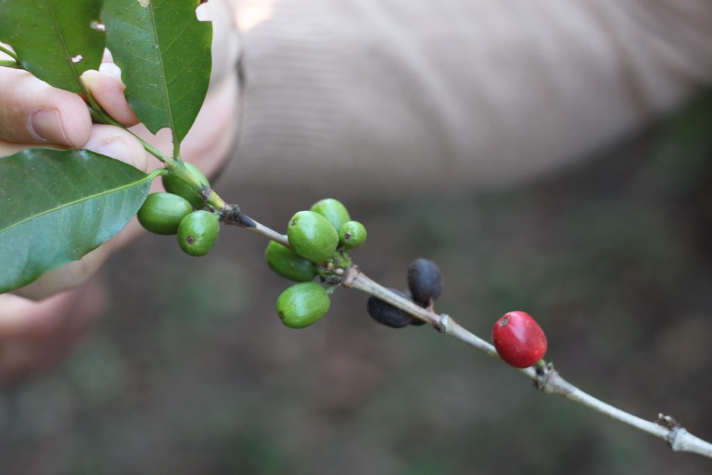 Different ripeness stages on same branch.