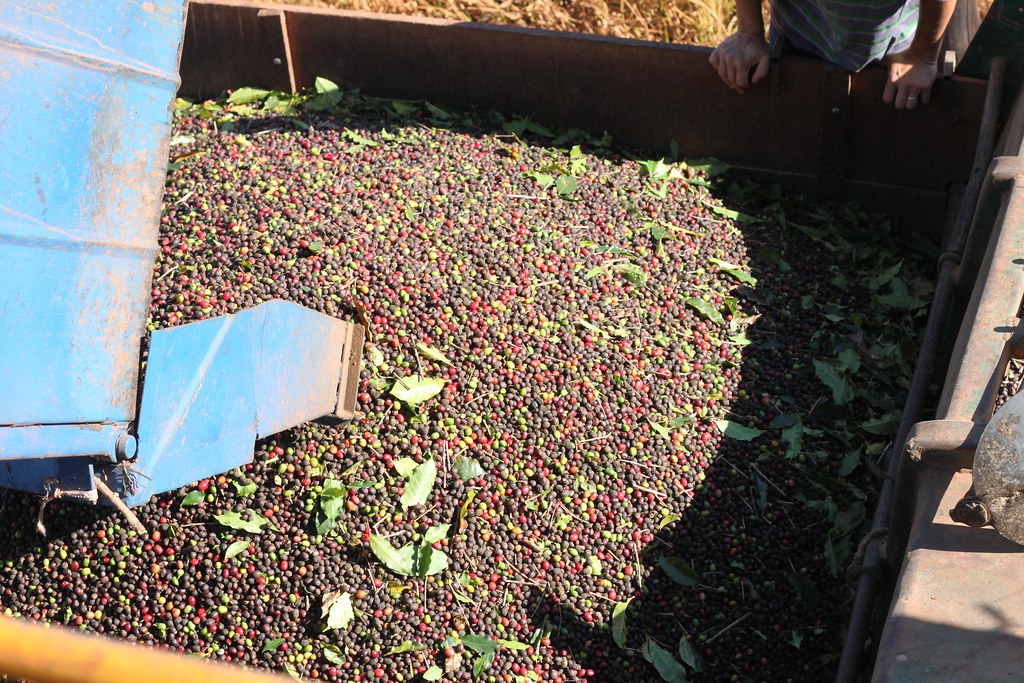 This was at the end of the harvest season, about 90% done, so lots of raisins in there for Natural processsing.