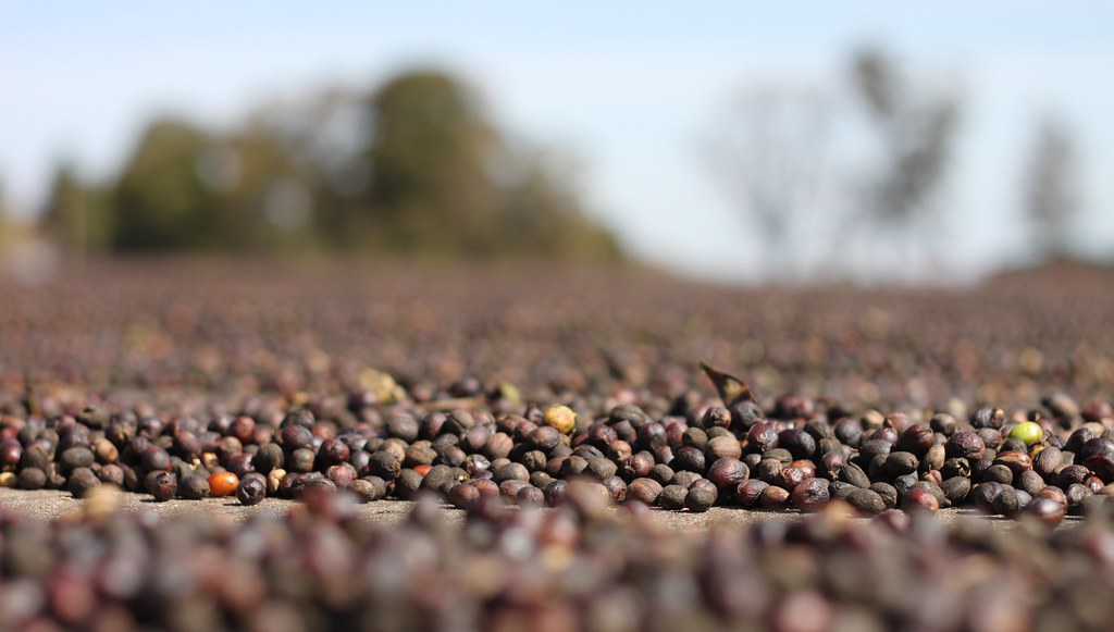 Berries drying in the sun at the Daterra Farm