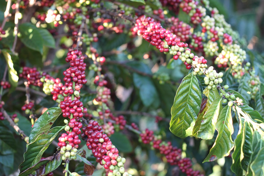 Cherry-laden tree.