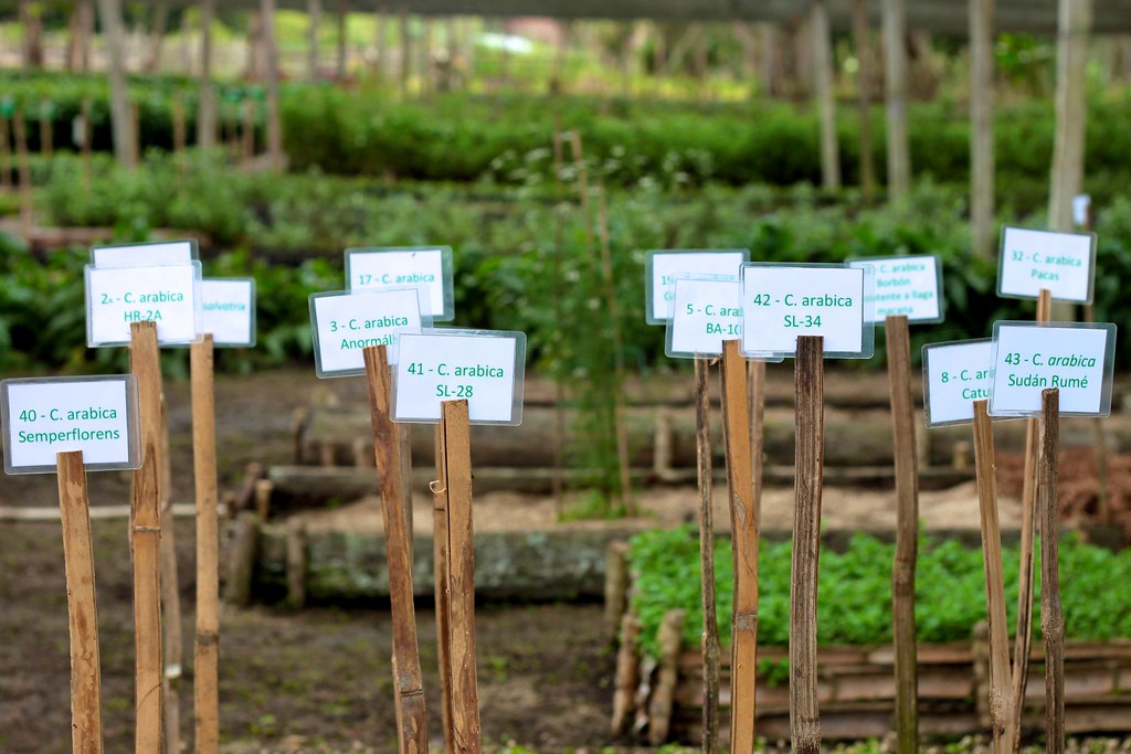 Varieties popping up at the El Roble nursery.