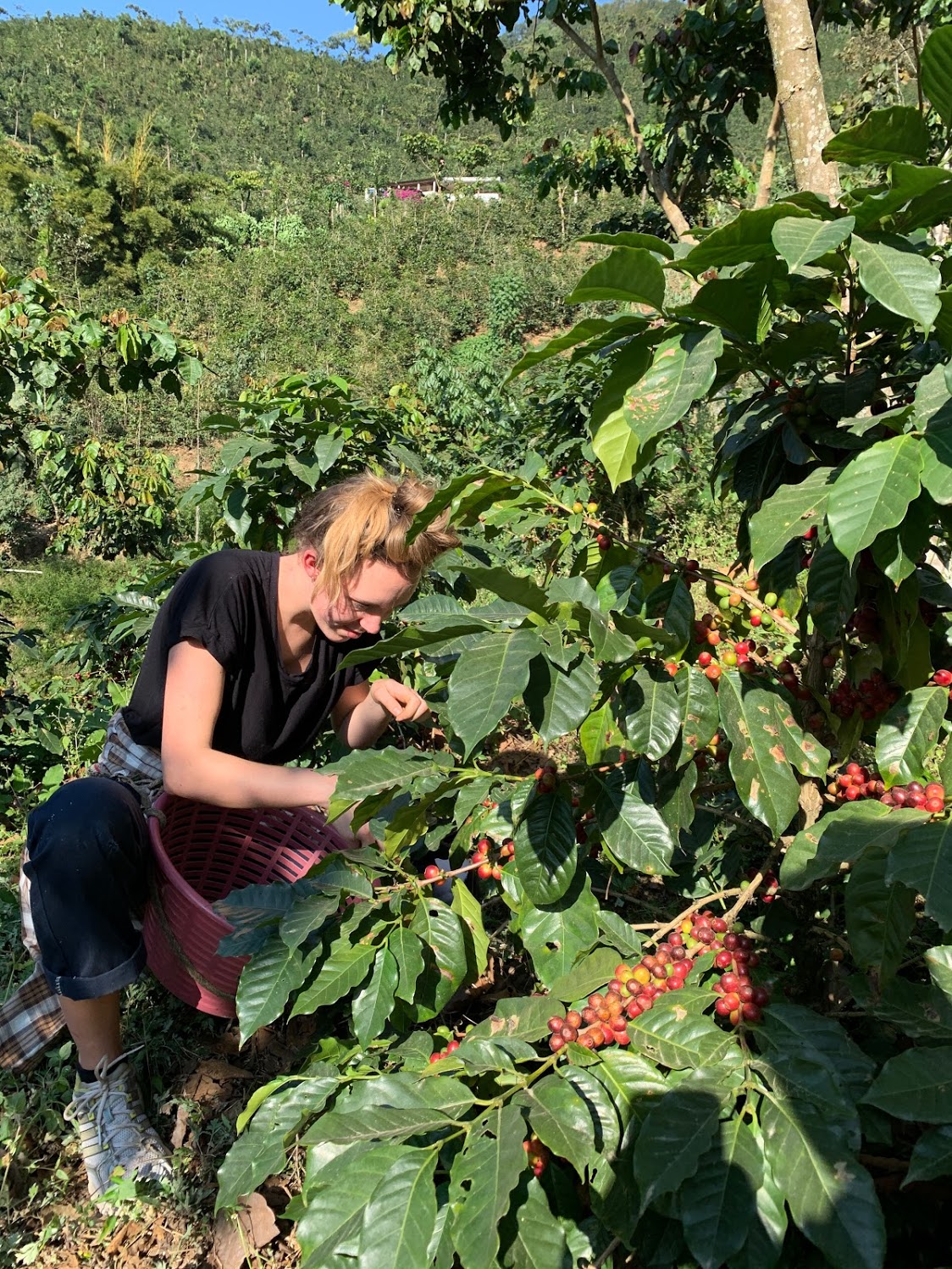 Anna Ida picking coffee cherries