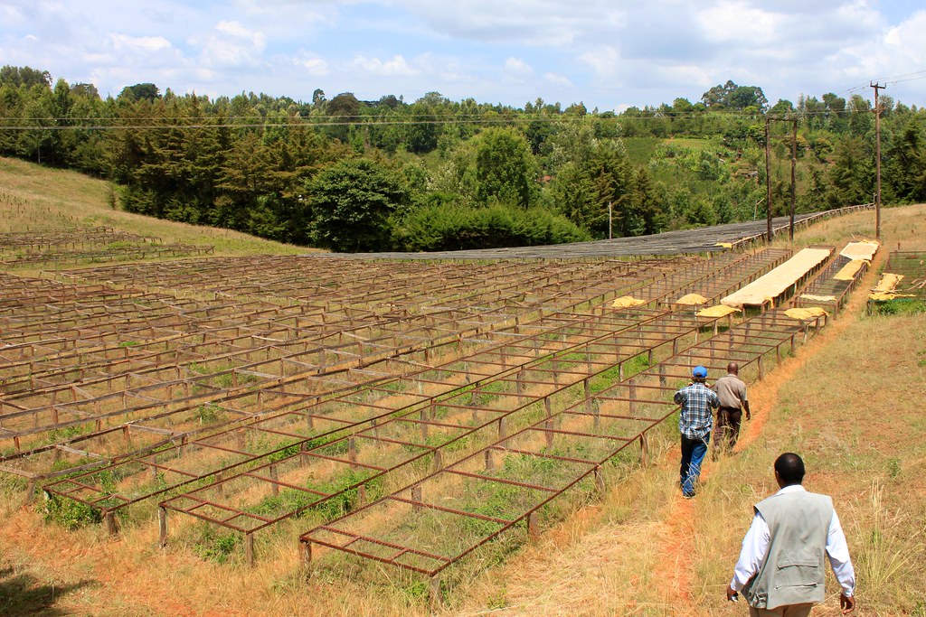 Drying tables at Kieni. Notice the bowl shape of the drying area. The wind blows from the valley up through this bowl providing an efficient but not too warm drying of the parchment coffee.