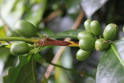 Unripened, Geisha cherries.