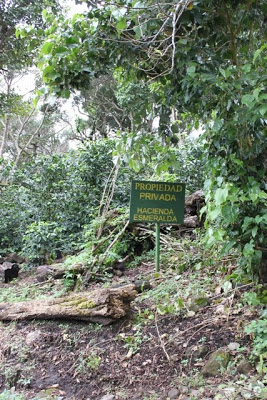  The trees at Hacienda La Esmeralda.