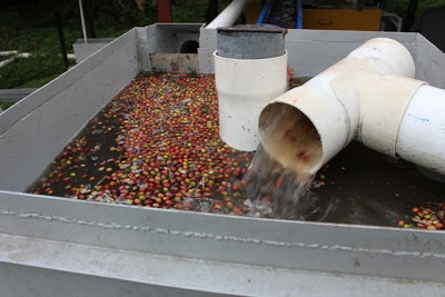 Cyclone further sorting the cherries. 