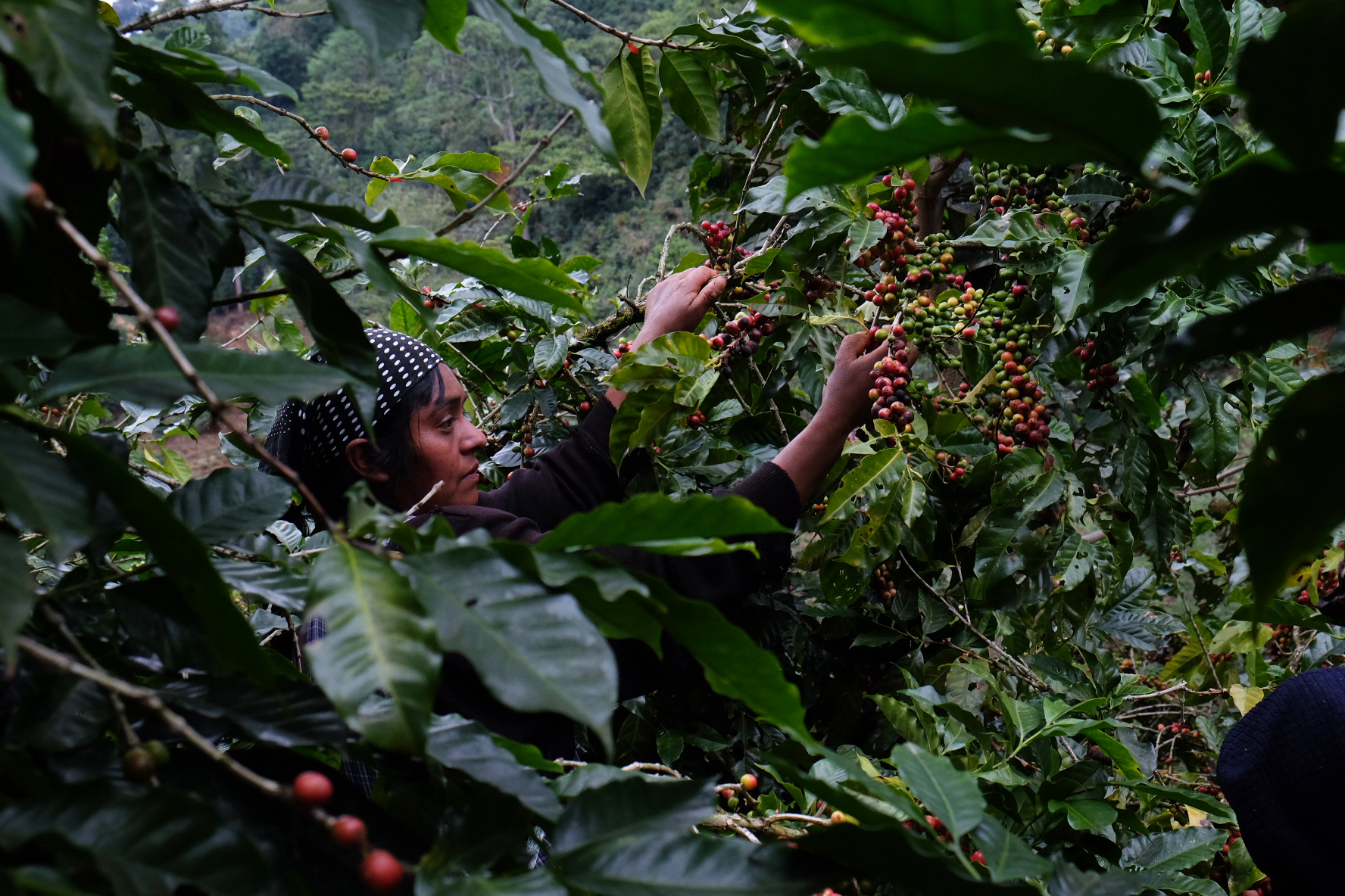 Picking ripe cherries