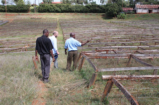 New Harvest from Kenya on the Streets