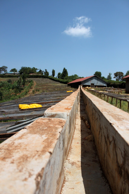 New Coffees from Kenya!