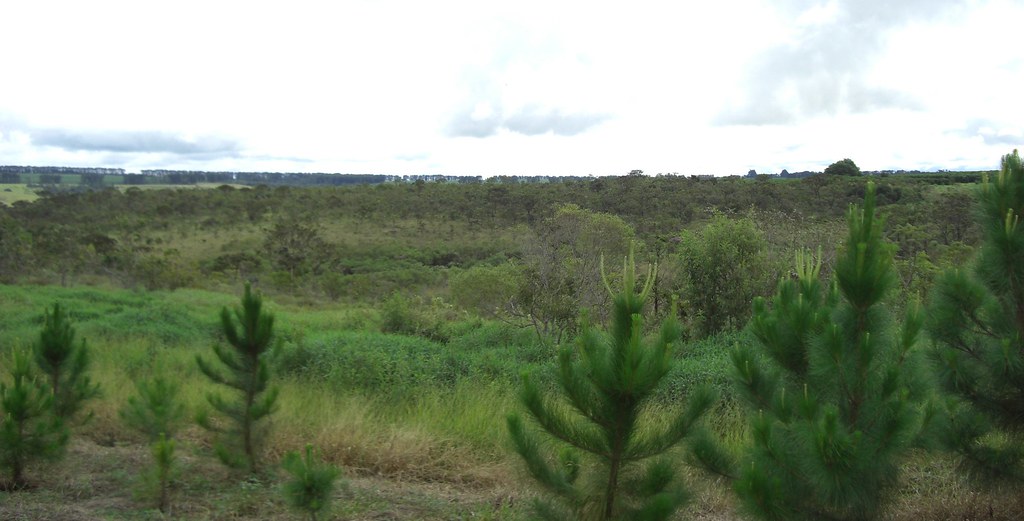 Typical Cerrado vegetation.
