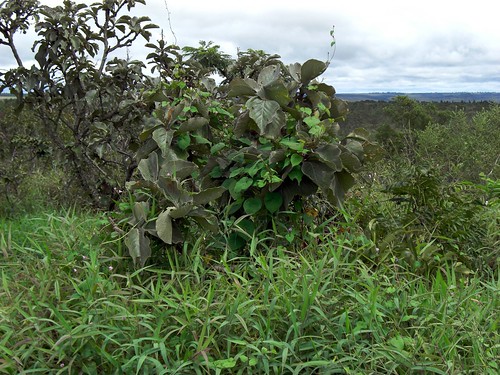 The Lobeira tree