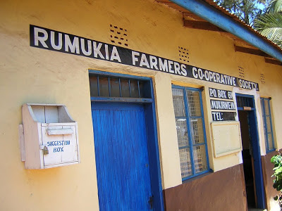 Kiawamururu - New Direct Trade from Kenya