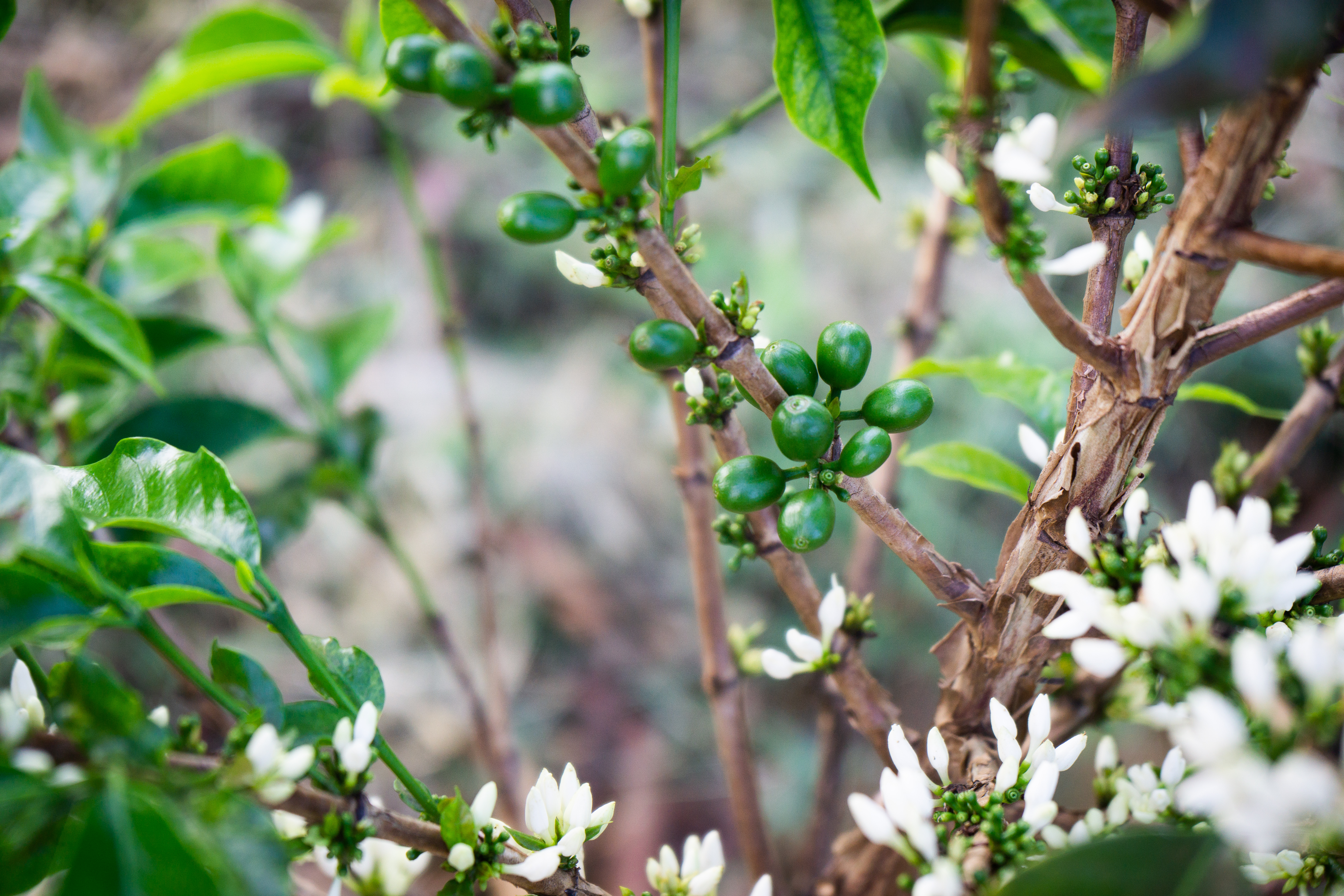 An Ecological Project For Sustainable Farm Practices | Our Plot at Daterra