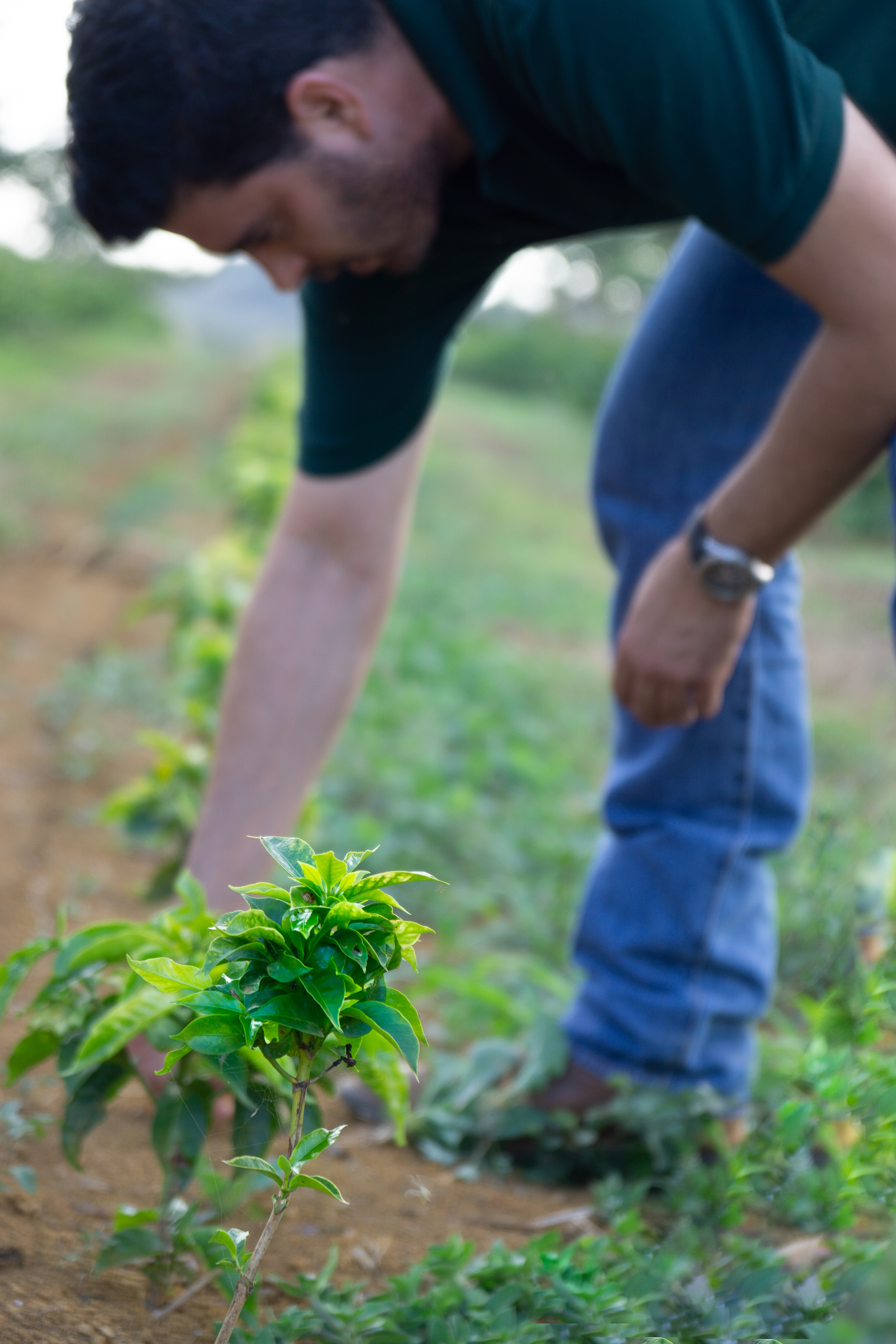 João Agronomist at Daterra