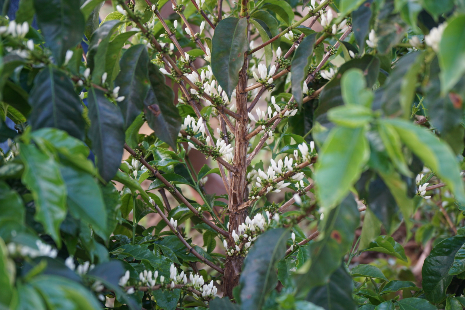 Kaffeblomster