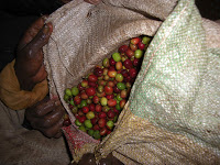 The coffee in the bag was rejected at the mill because of to many green cherries.