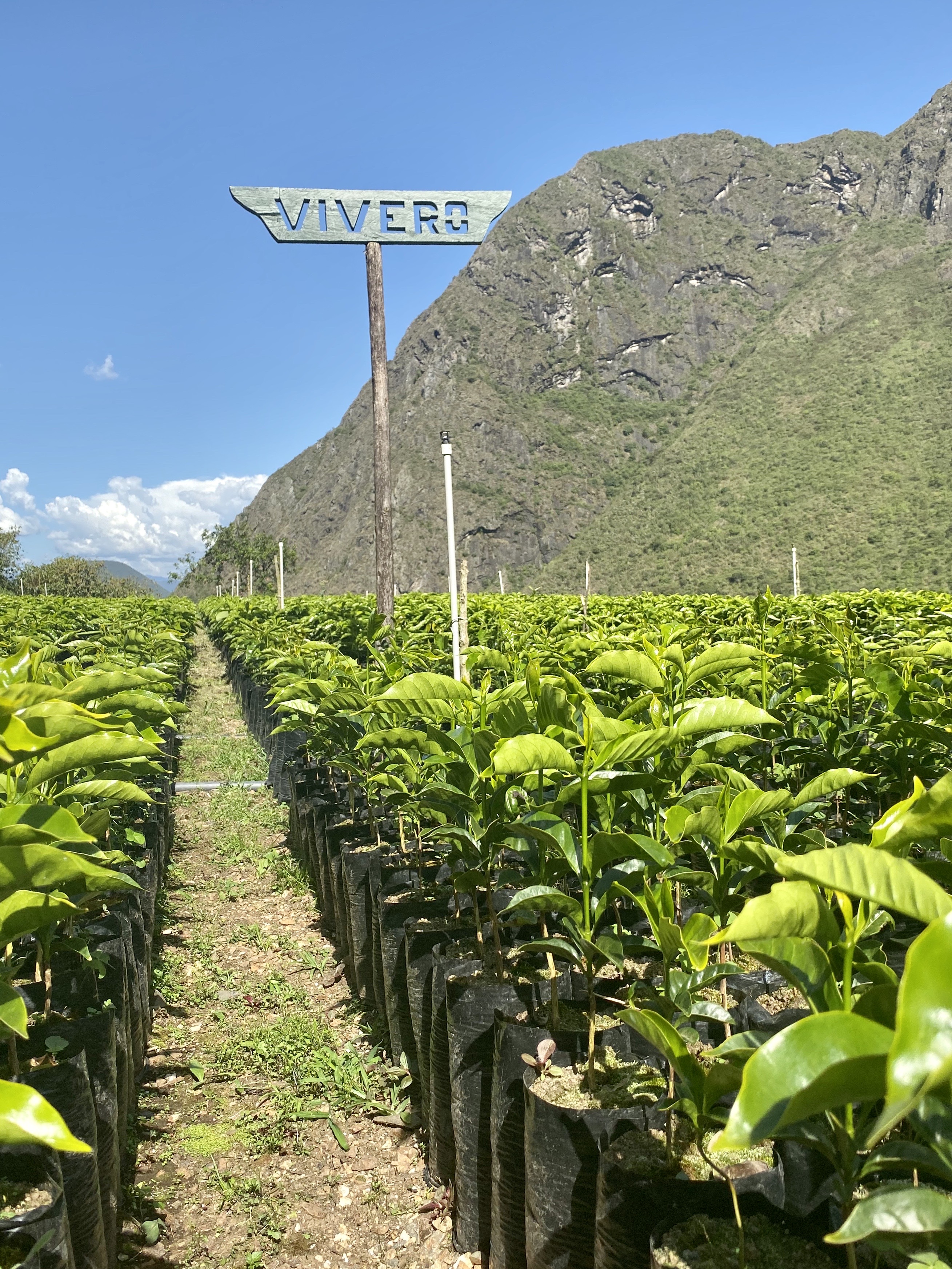 A nursery at Finca Takesi