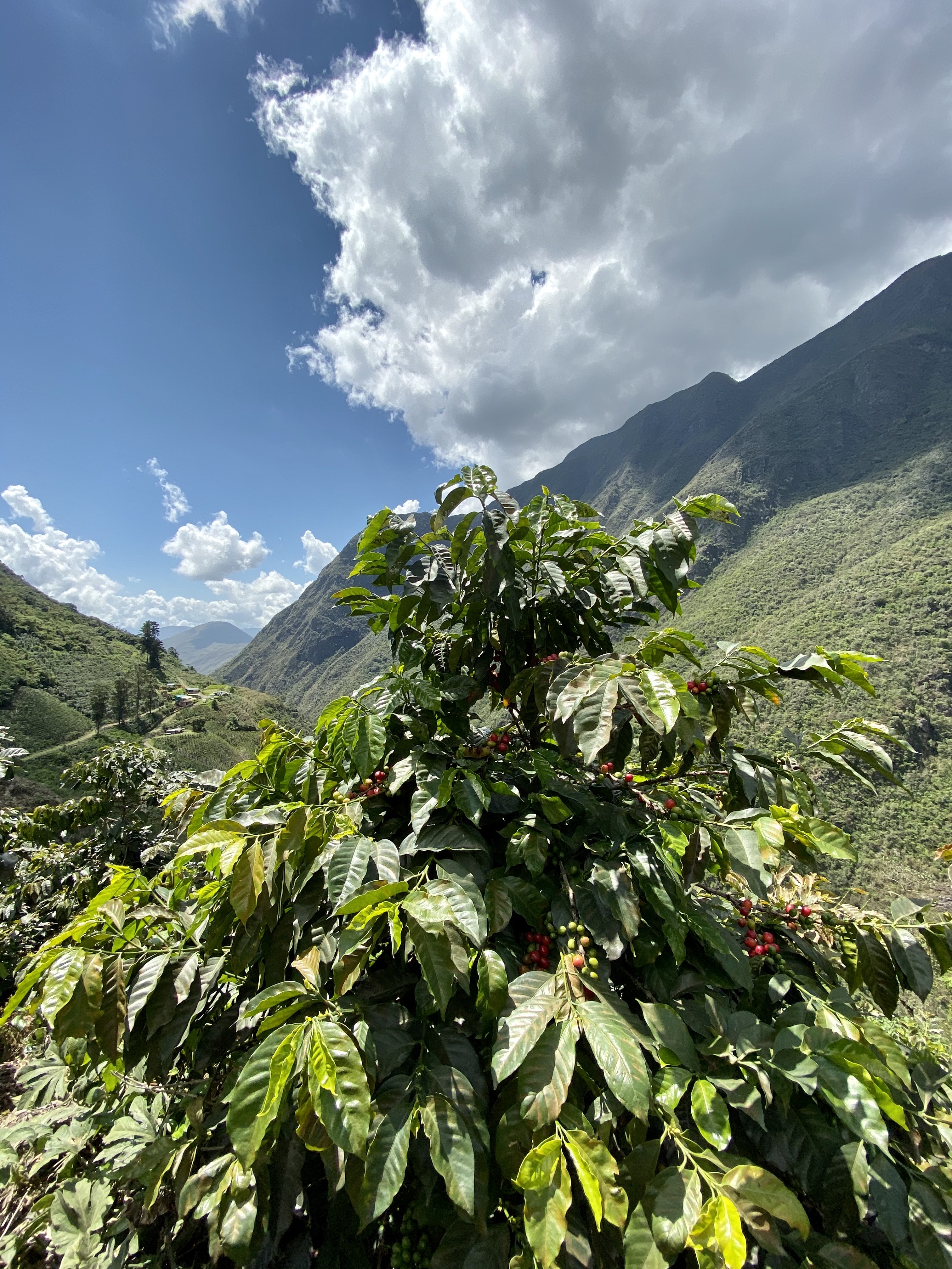 Cherries on a coffee tree