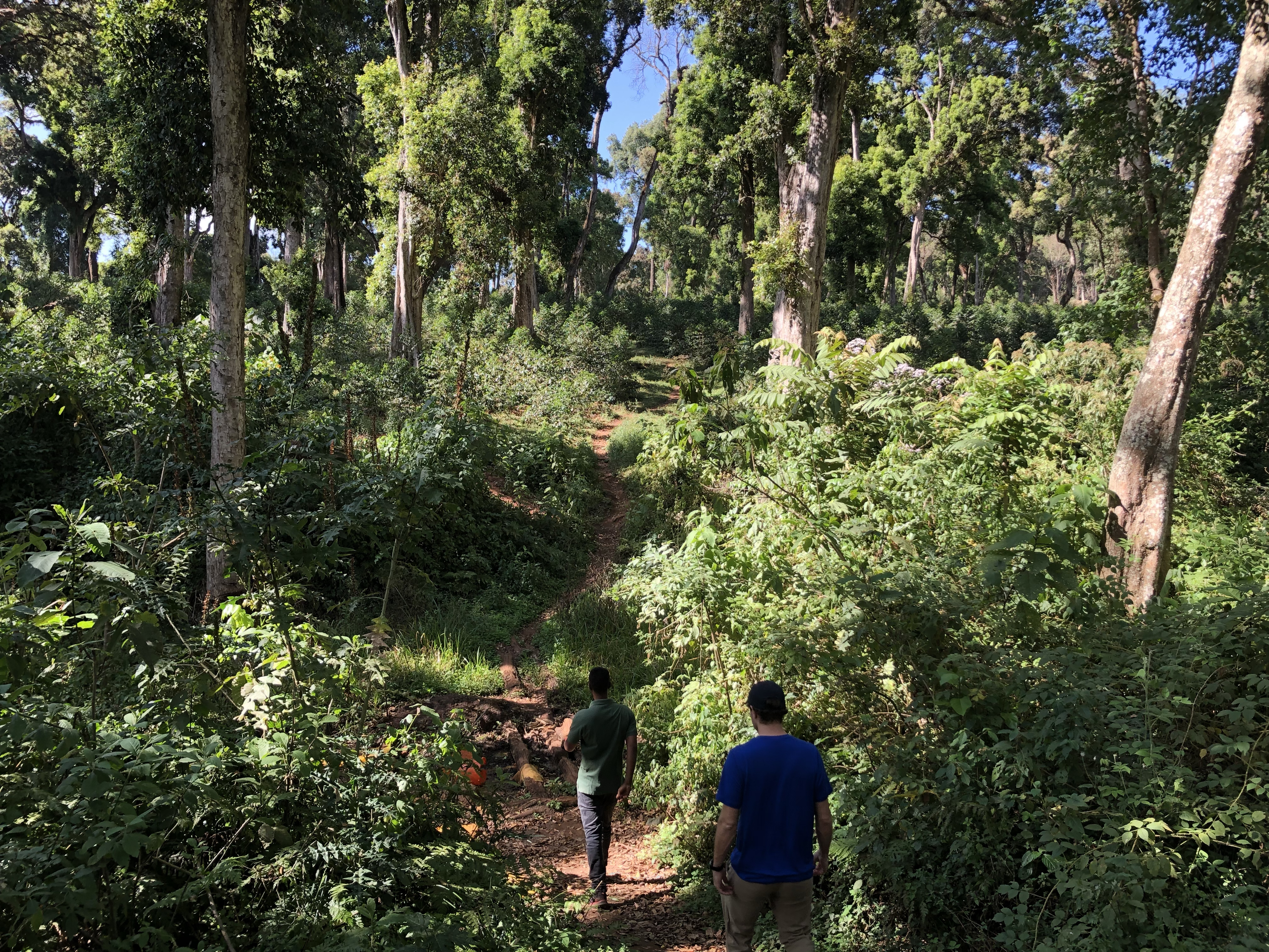 Taking a stroll through a luxuriant coffee forest