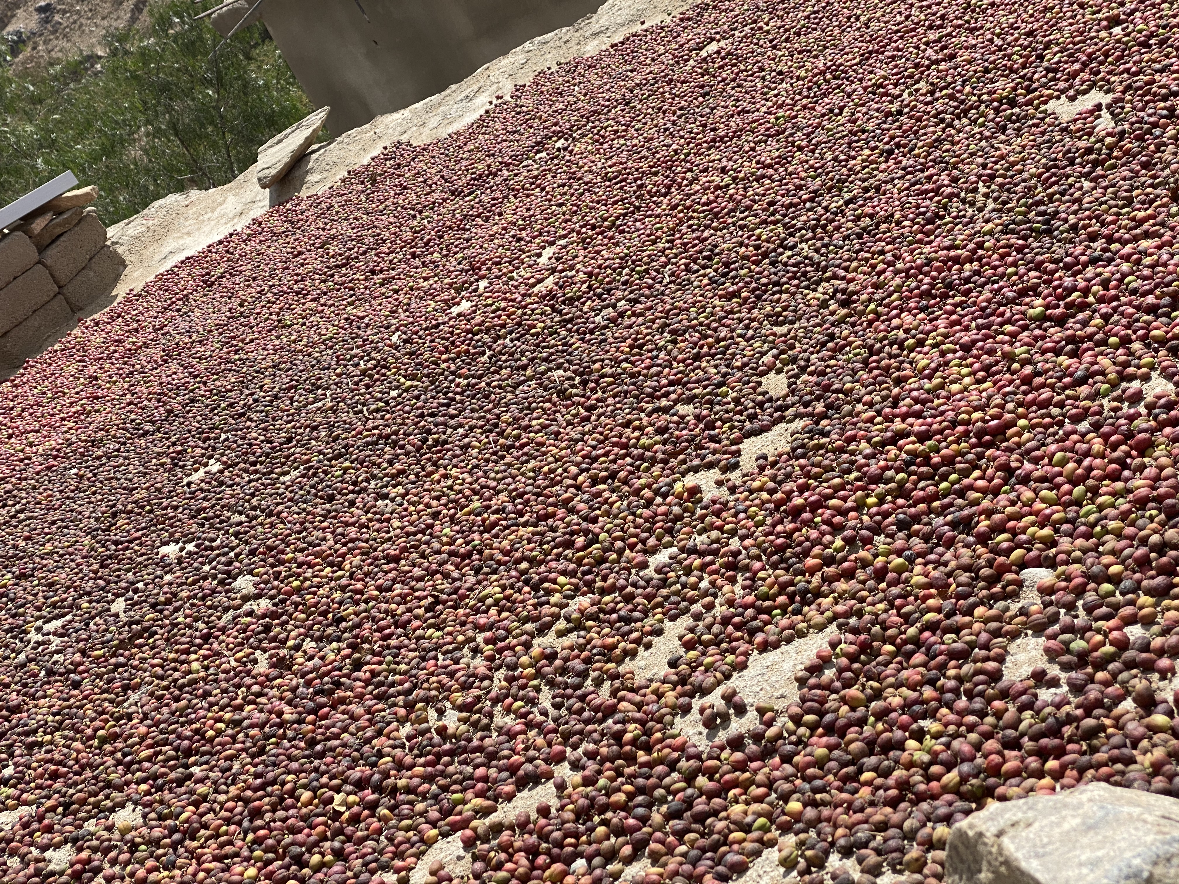 The coffee cherries at Al-Enab drying on top of the roof