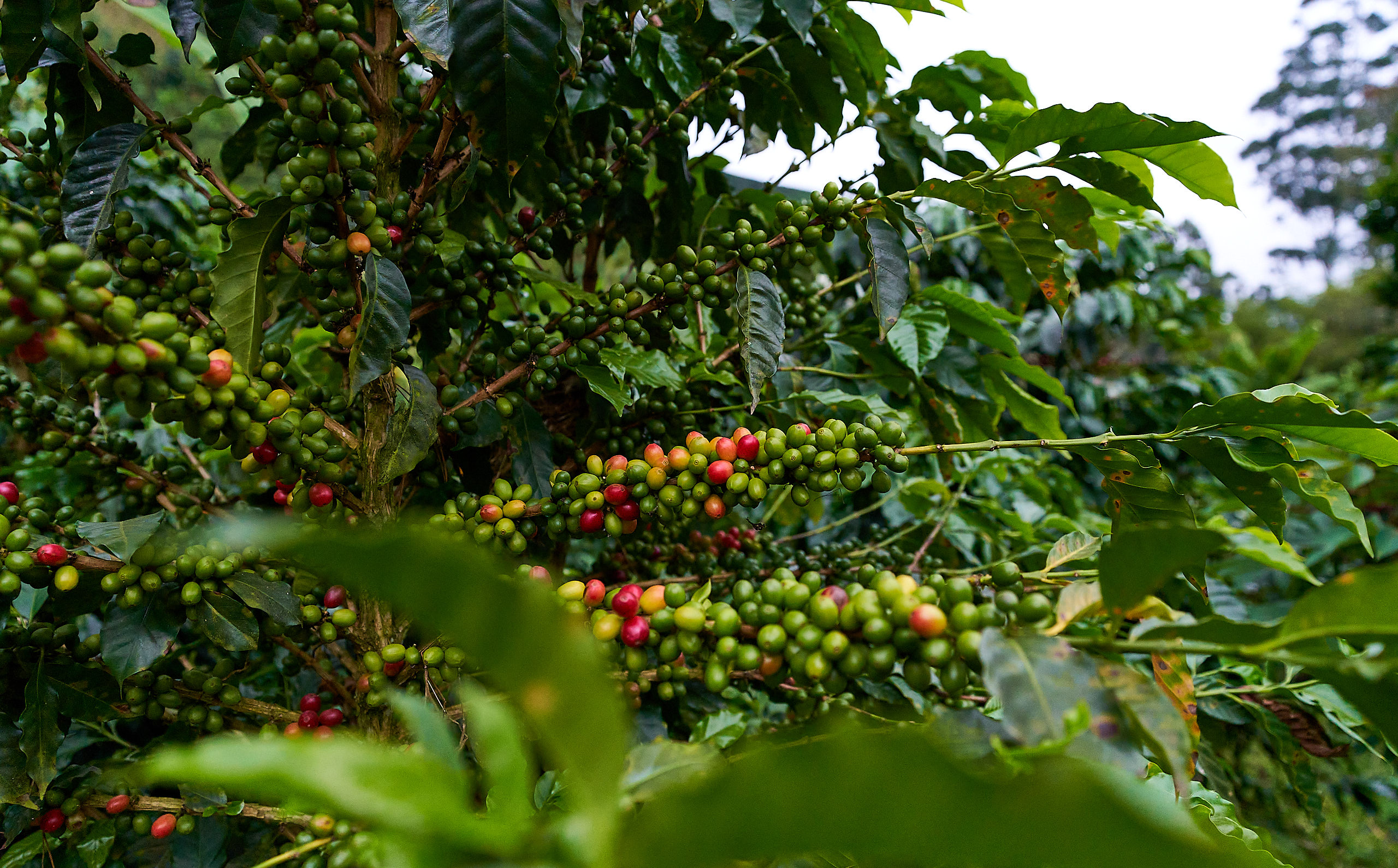 Caturra, Pink Bourbon, Typica and Geisha are some of the varieties grown by the Casallas'