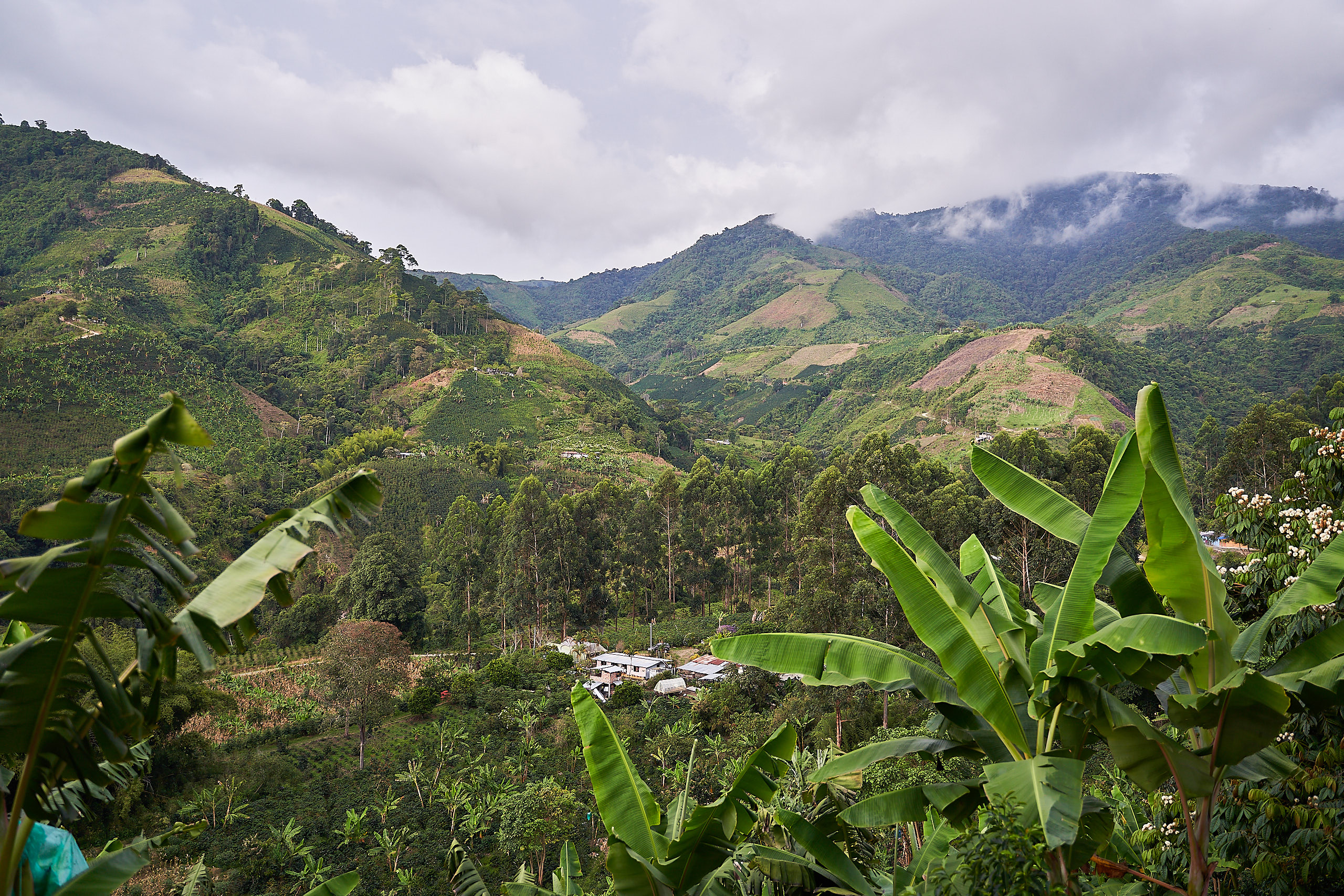 The El Prado farm situated beautifully in the hills of Huila