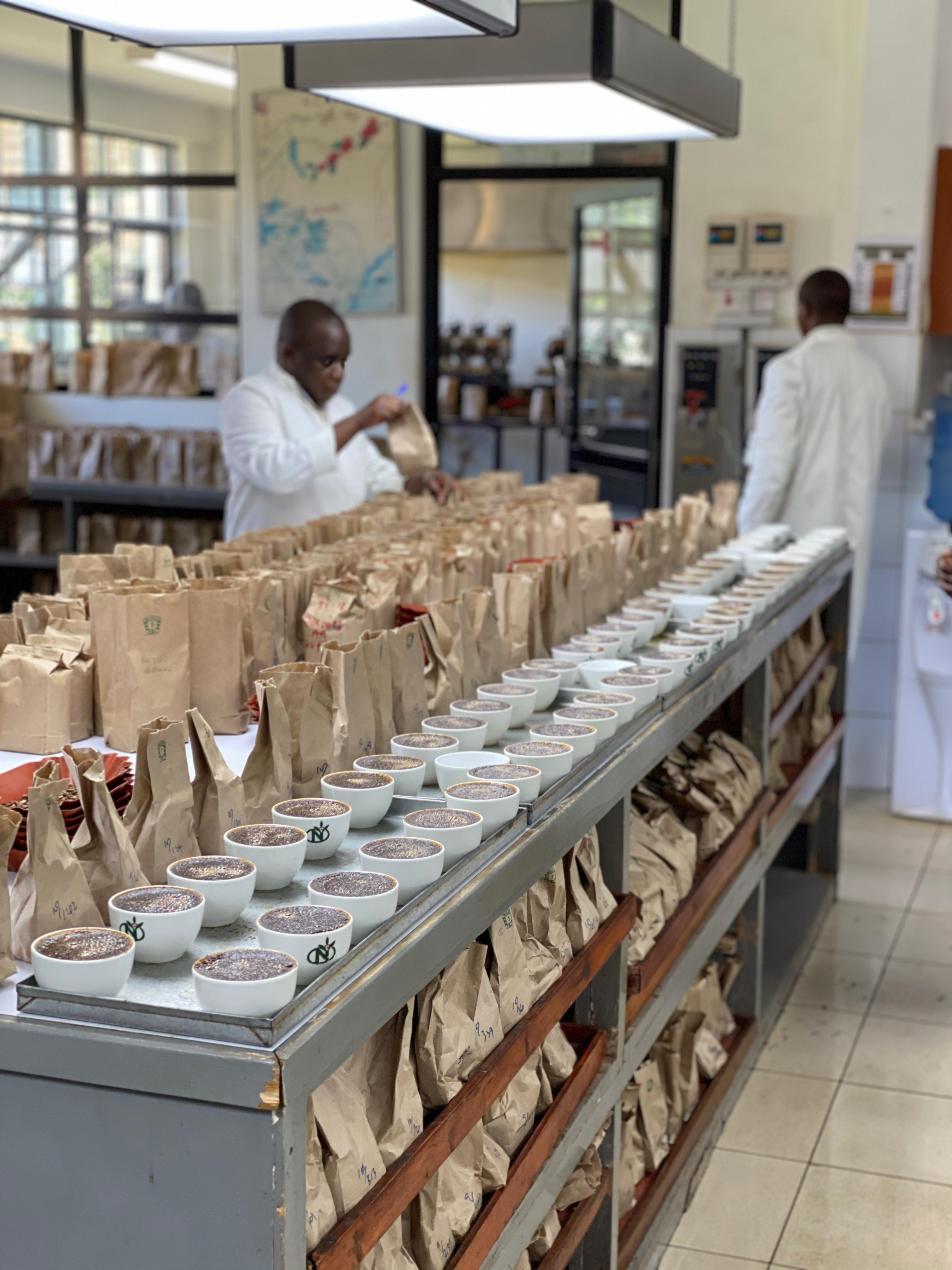 Lots of coffee to taste in the cupping lab