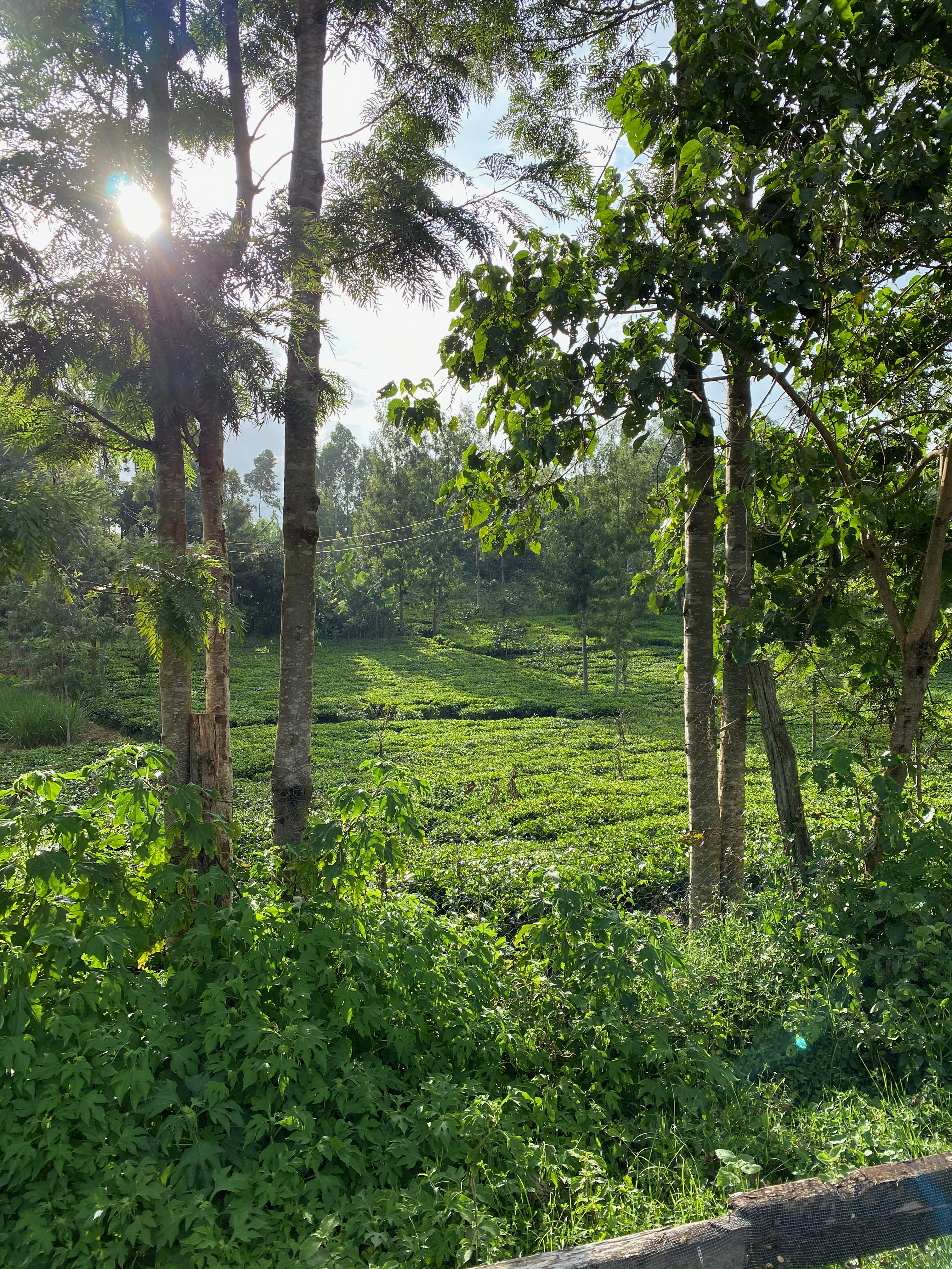 Scenery in Nyeri