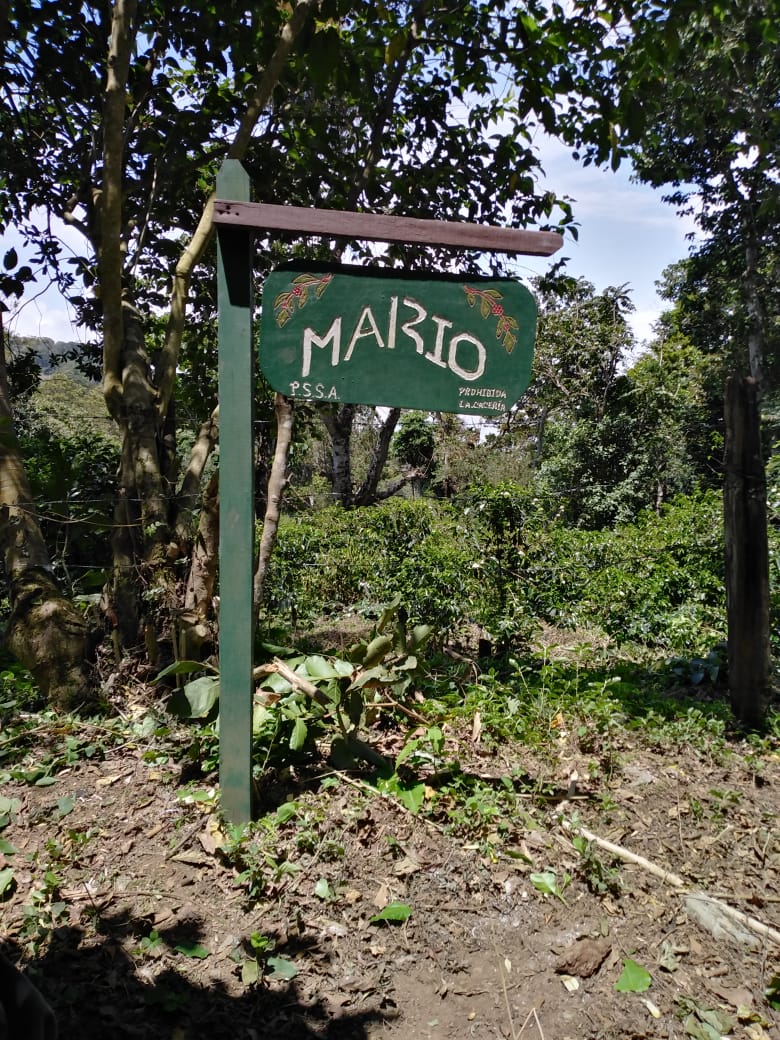 Where Mario grows