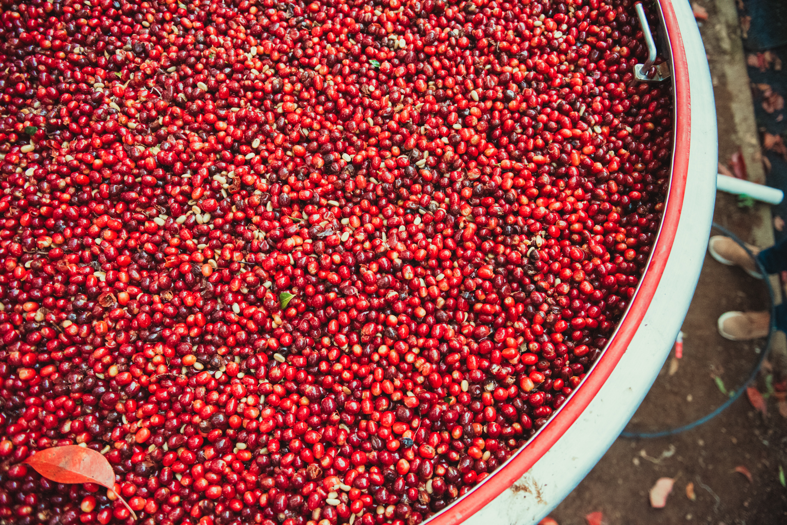 Glistening red cherries