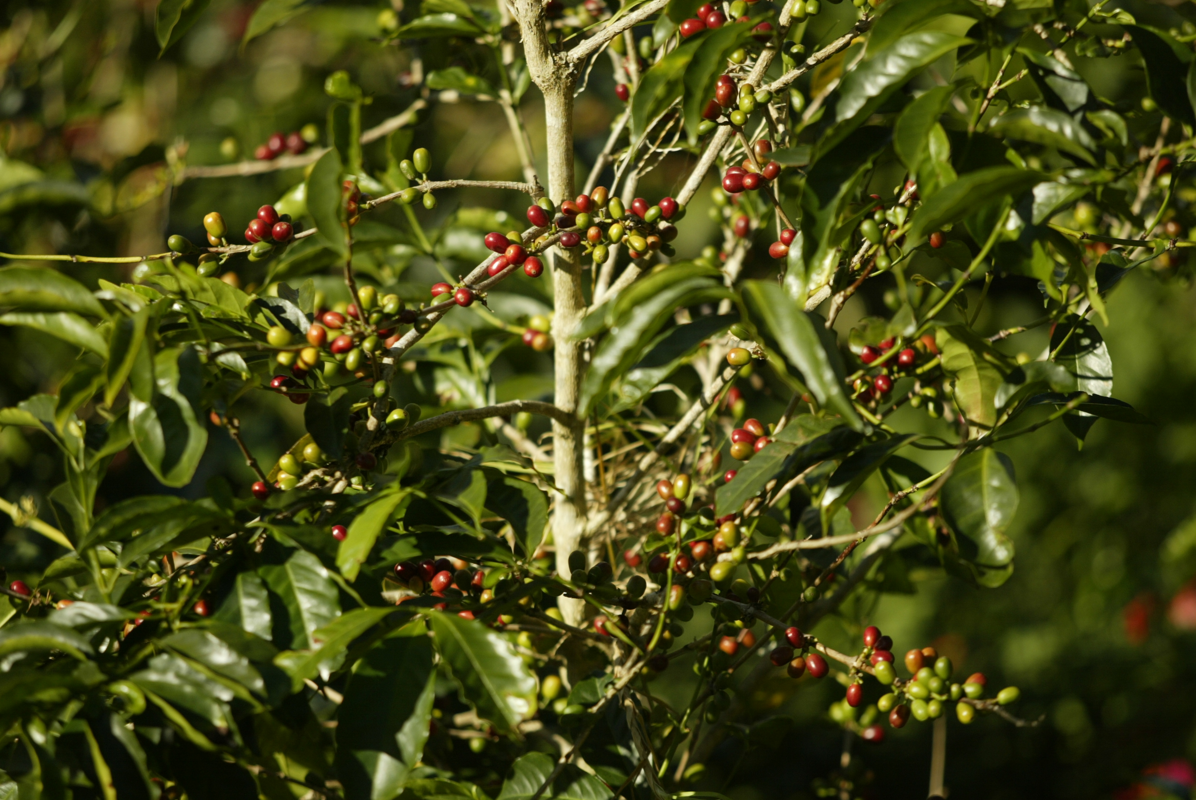 Geisha tree