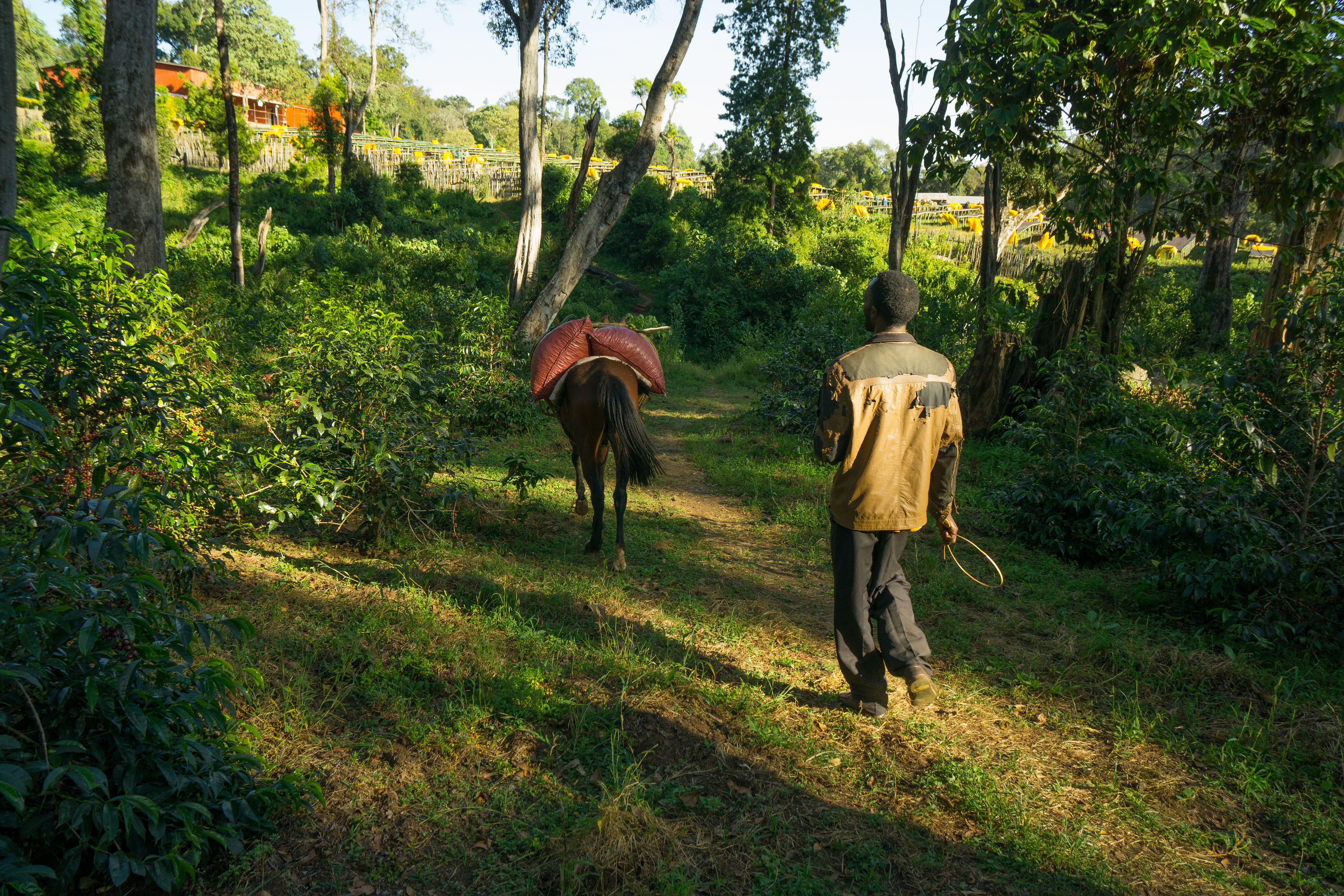 A farmer transporting his freshly picked cherries to the washing station