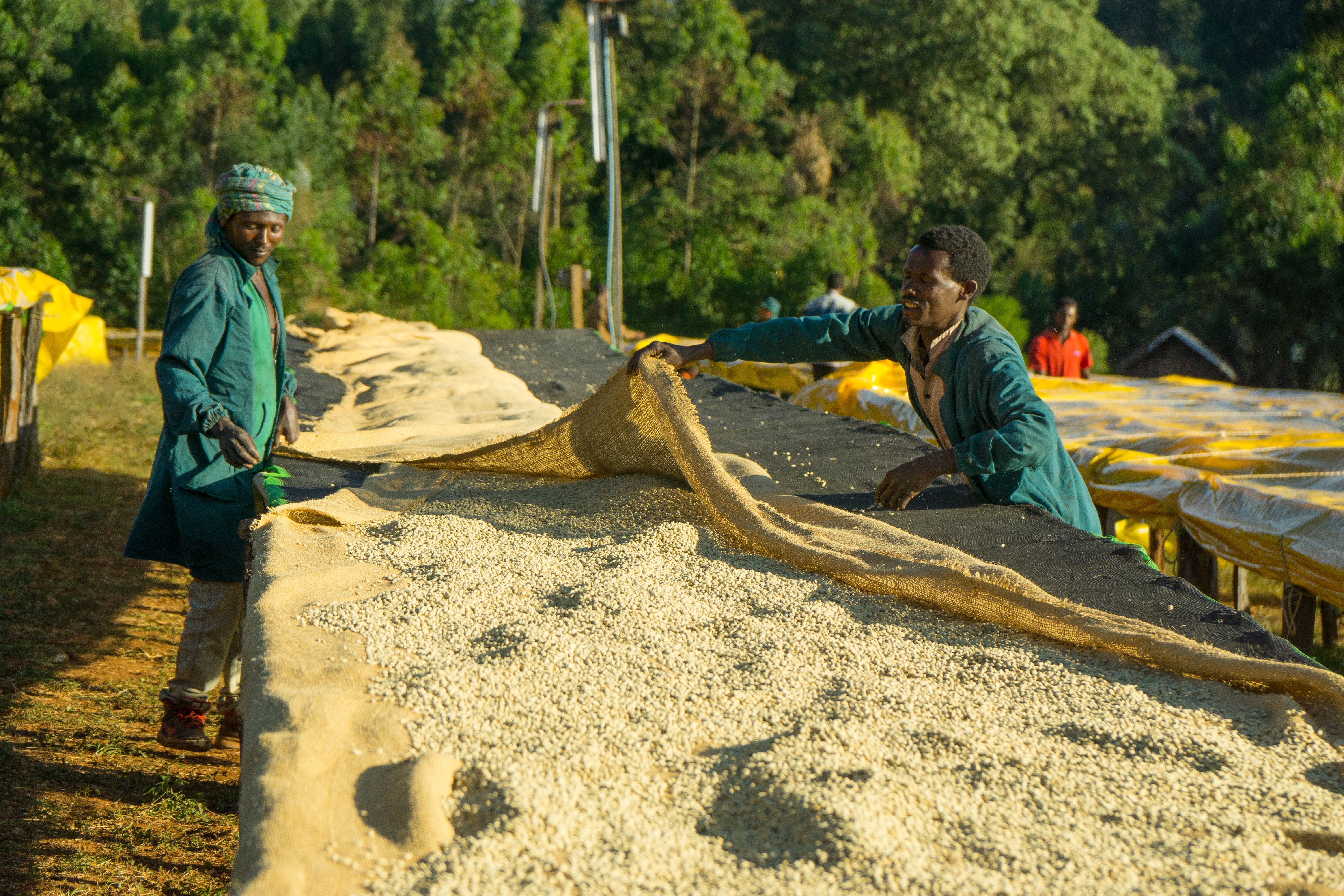 Drying the coffee beans on raised tables 