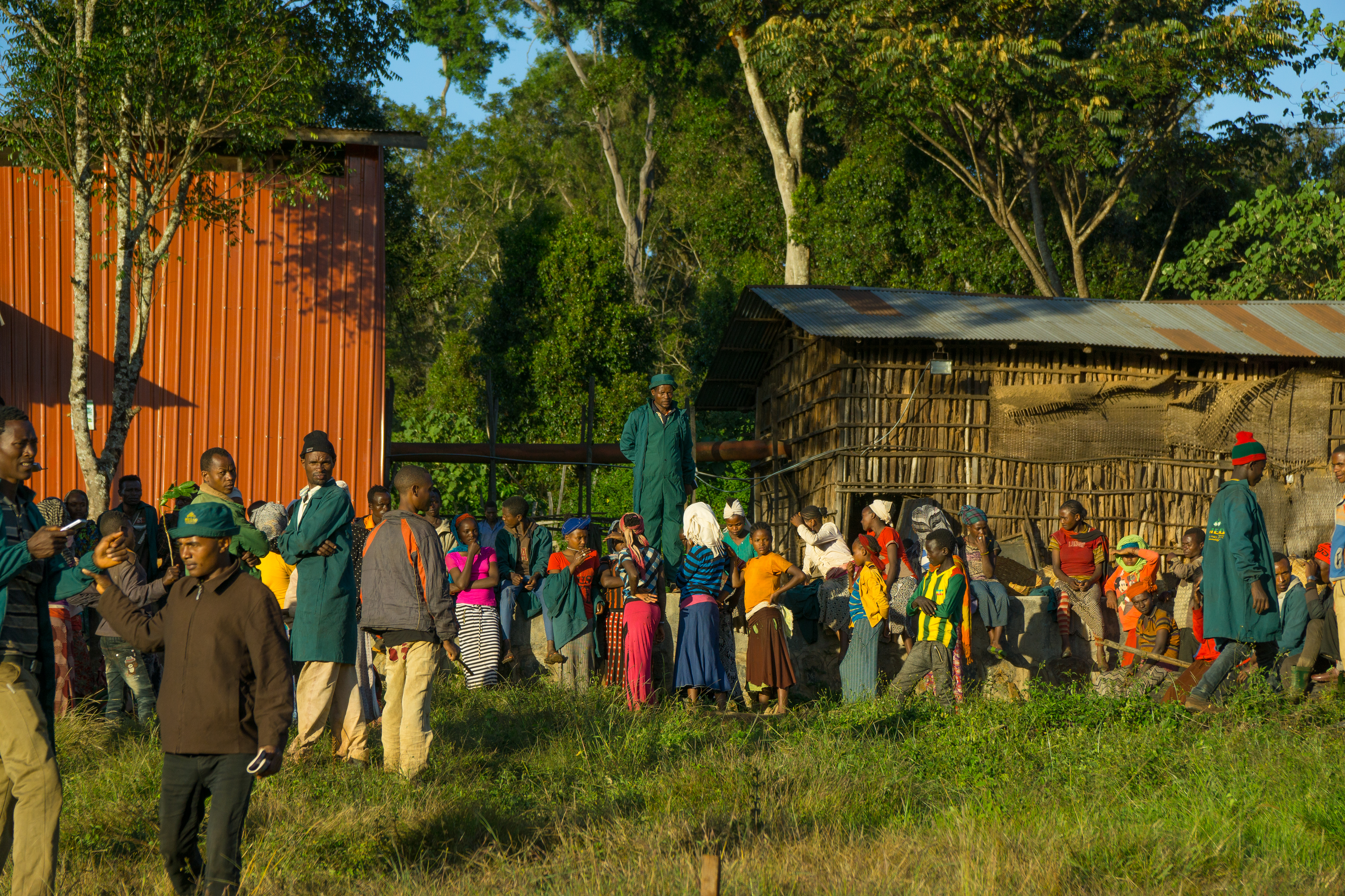 Local coffee pickers 