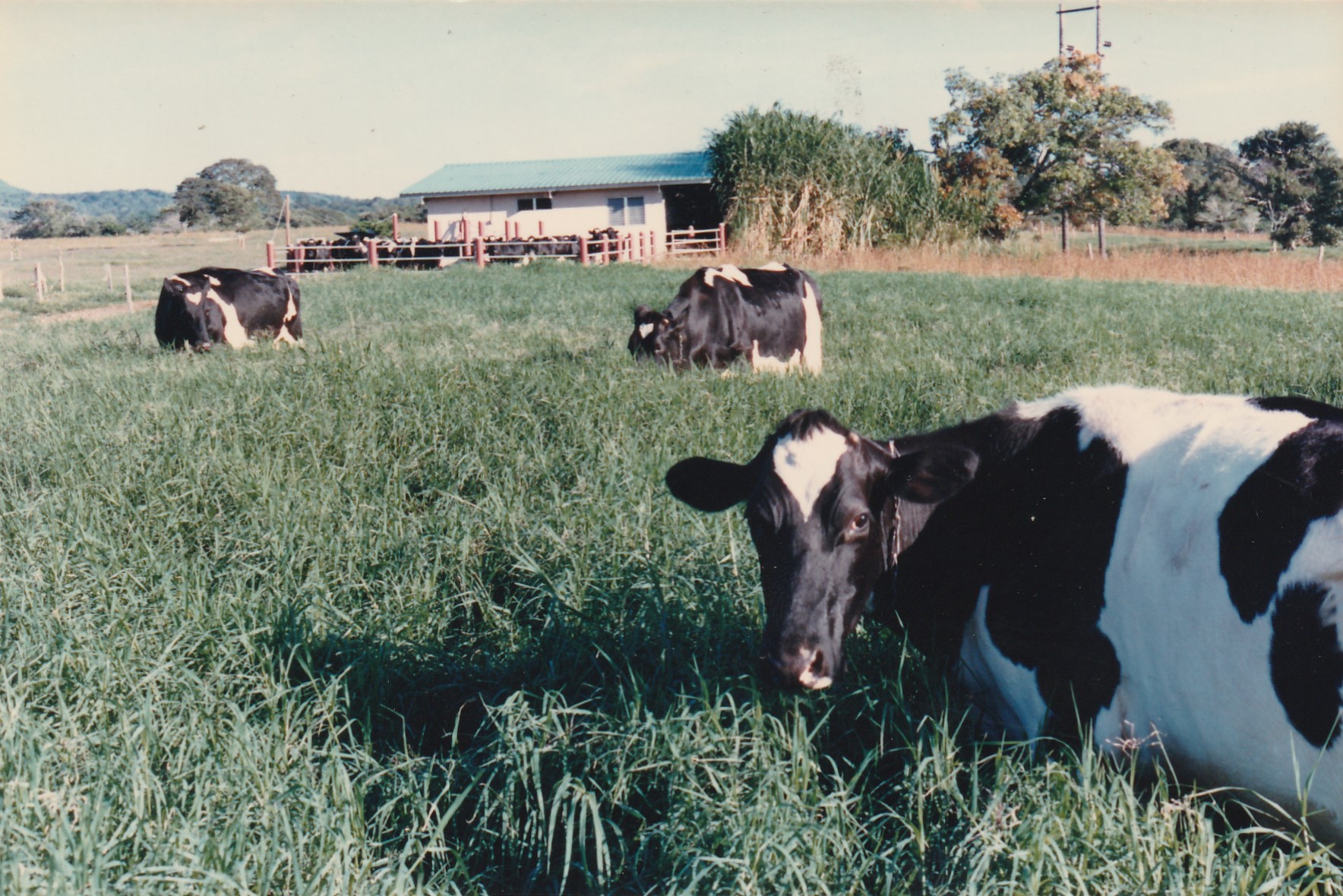 The Petersons keep cattle and even produce small batches of ice creams 