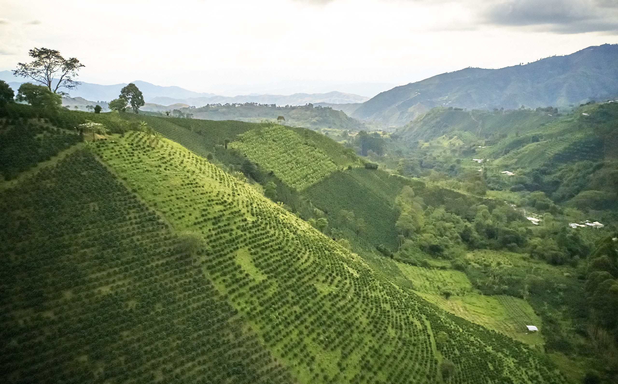 The coffee trees are thriving in the mountainscape