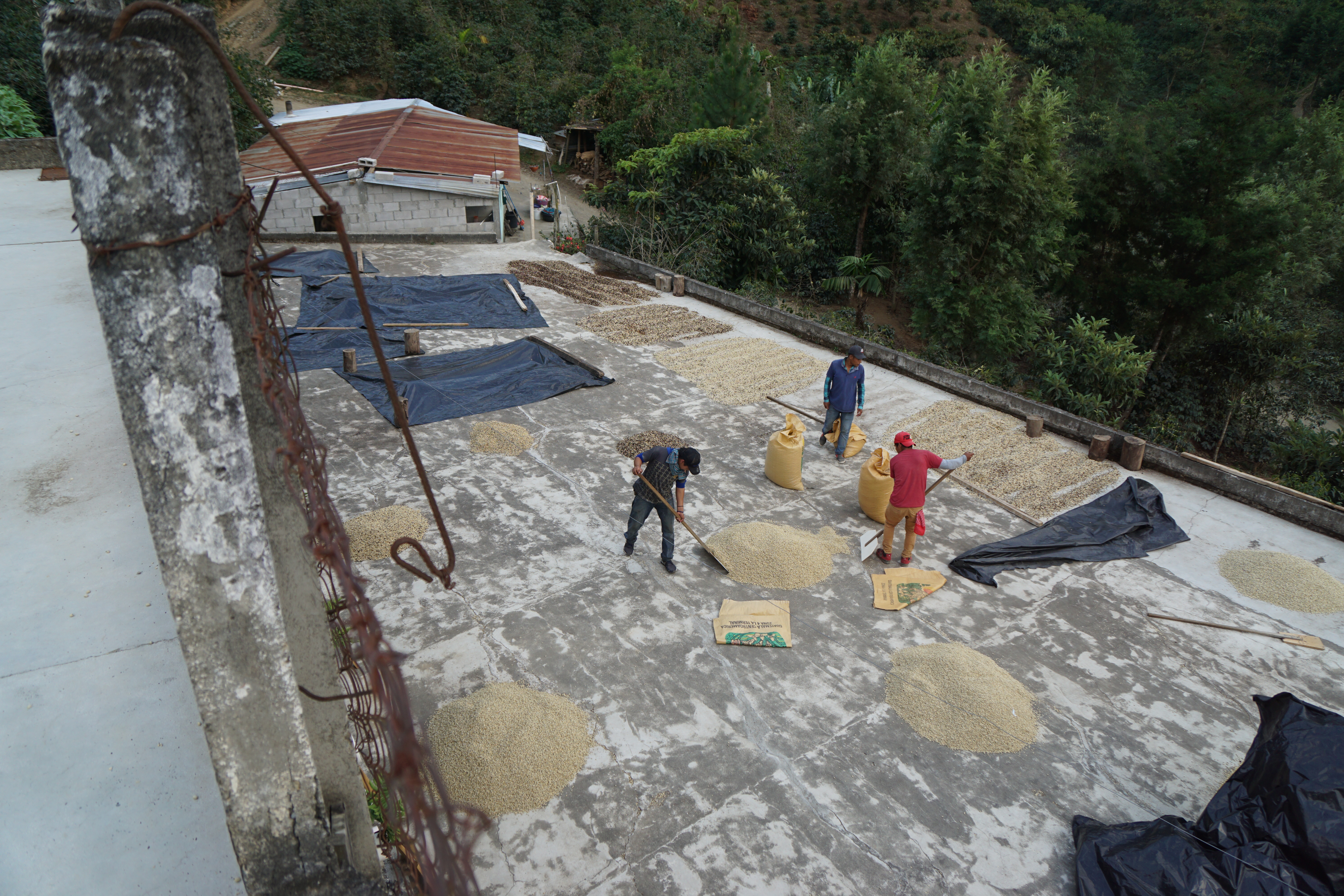 Drying coffee at the patio