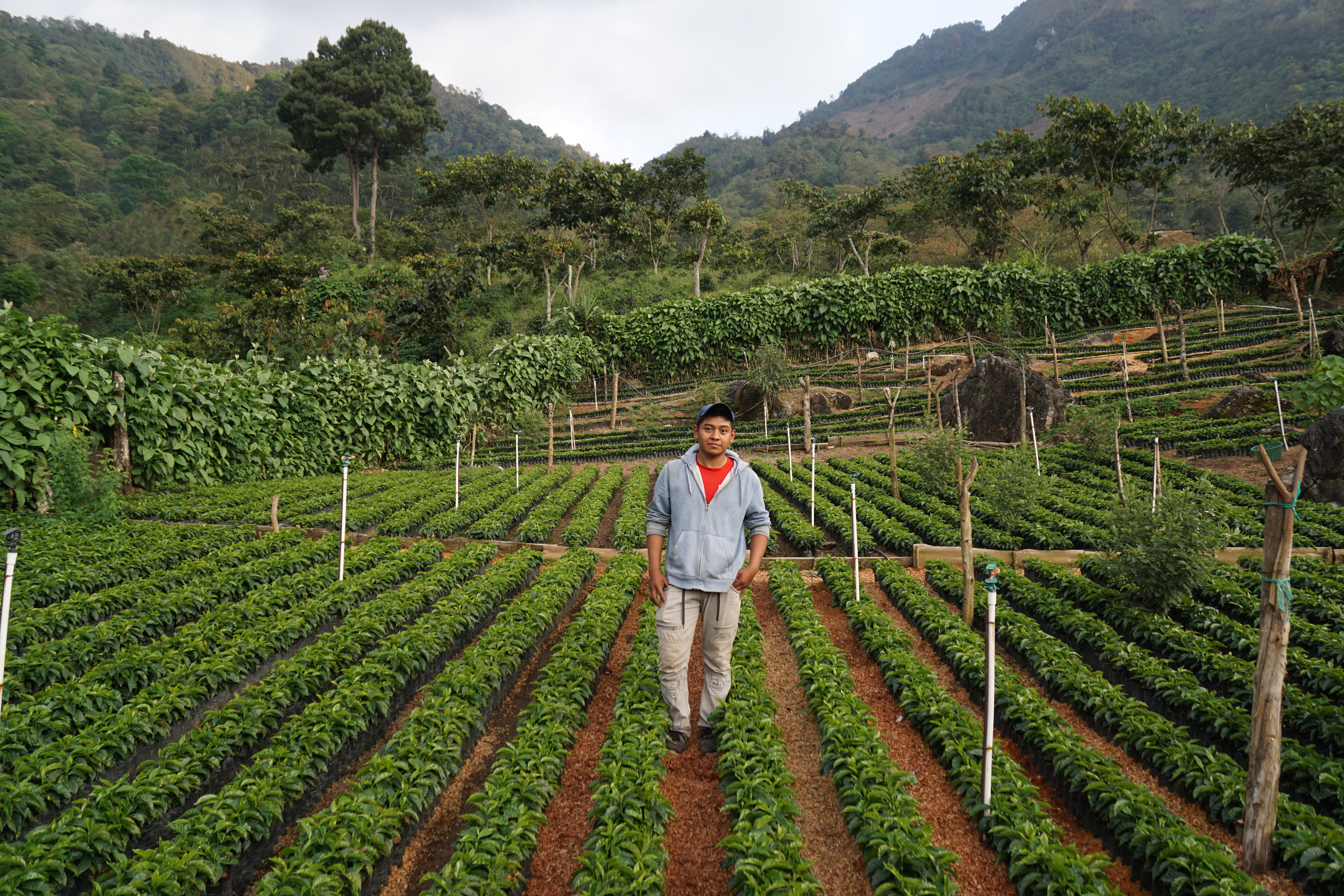 Manager at the nursery where Vista Hermosa grows new coffee trees
