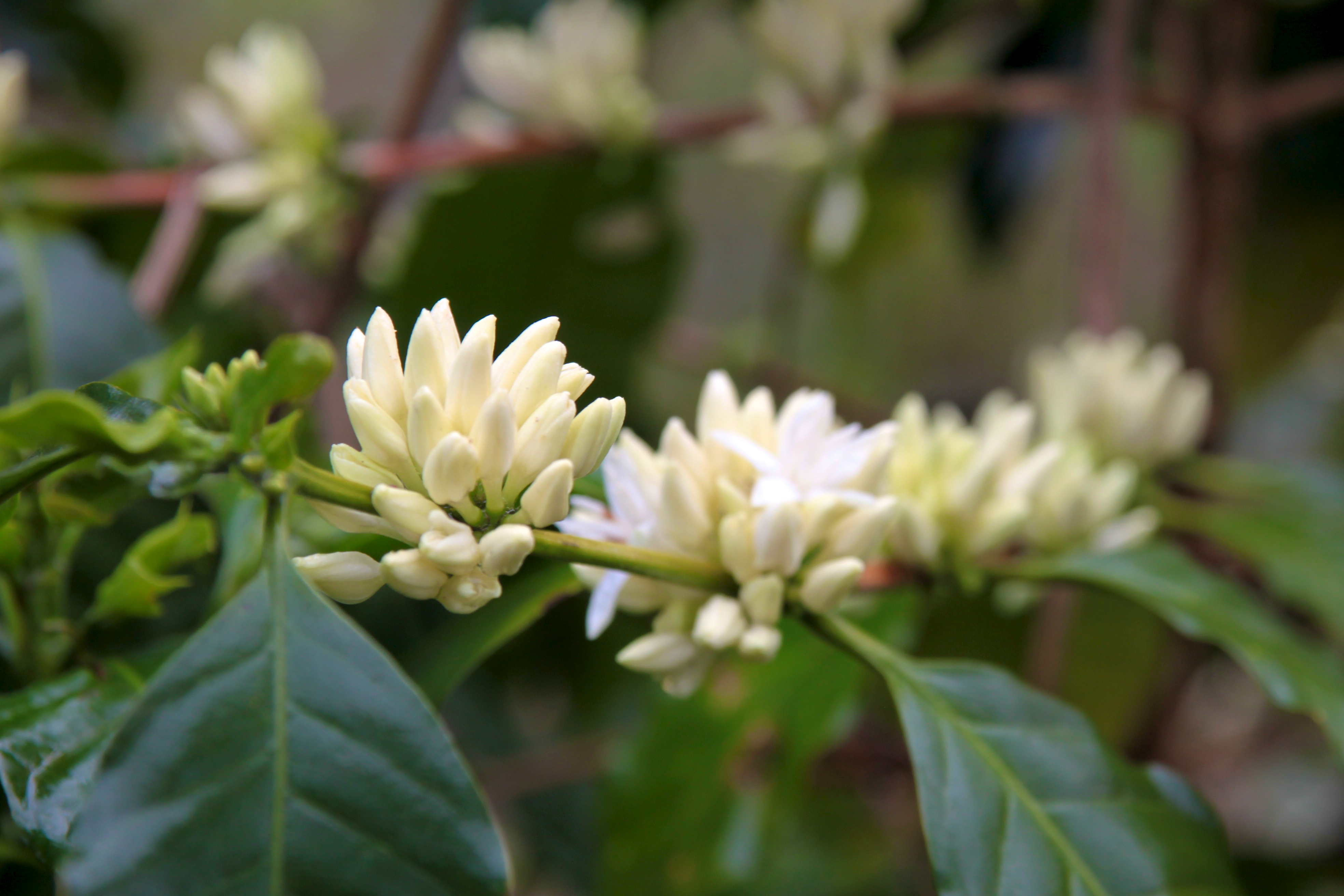 Stunning coffee flowers 