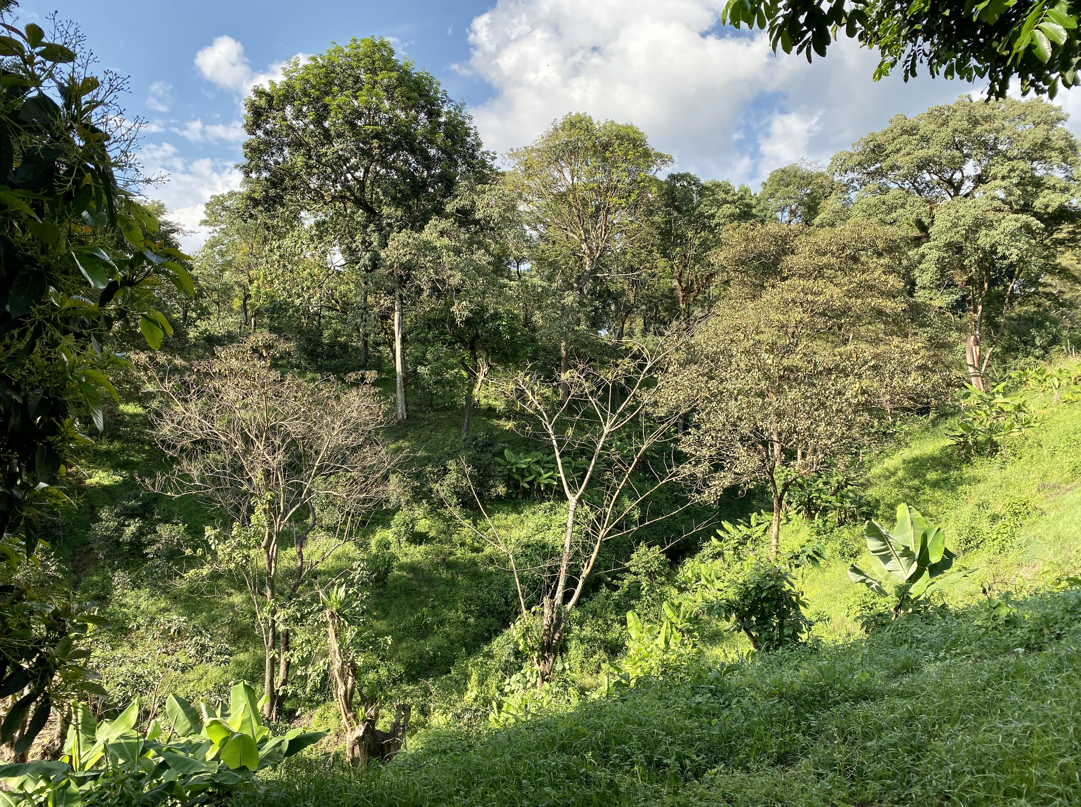 Akmel Nuri's luscious coffee forest