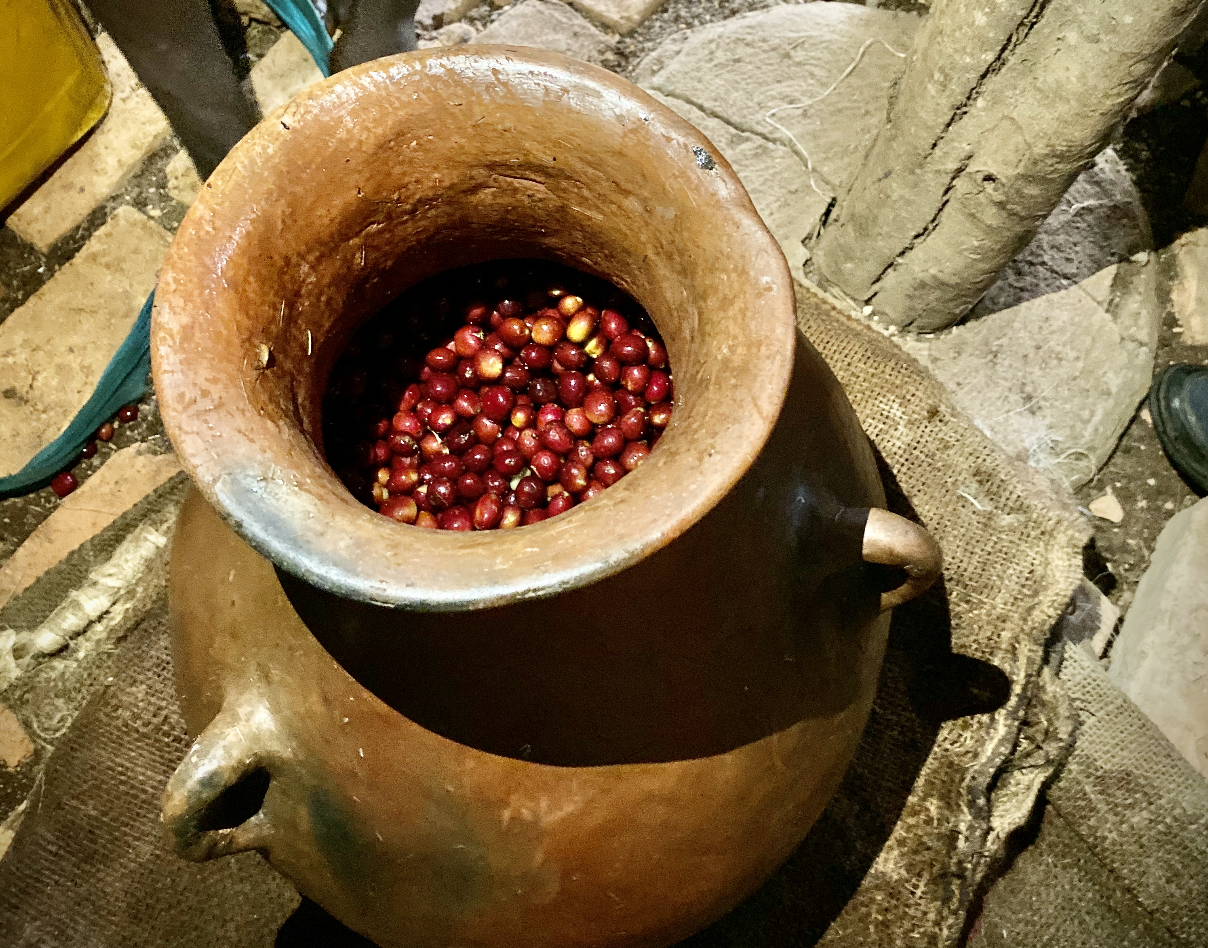 Experimental coffee cherries fermenting