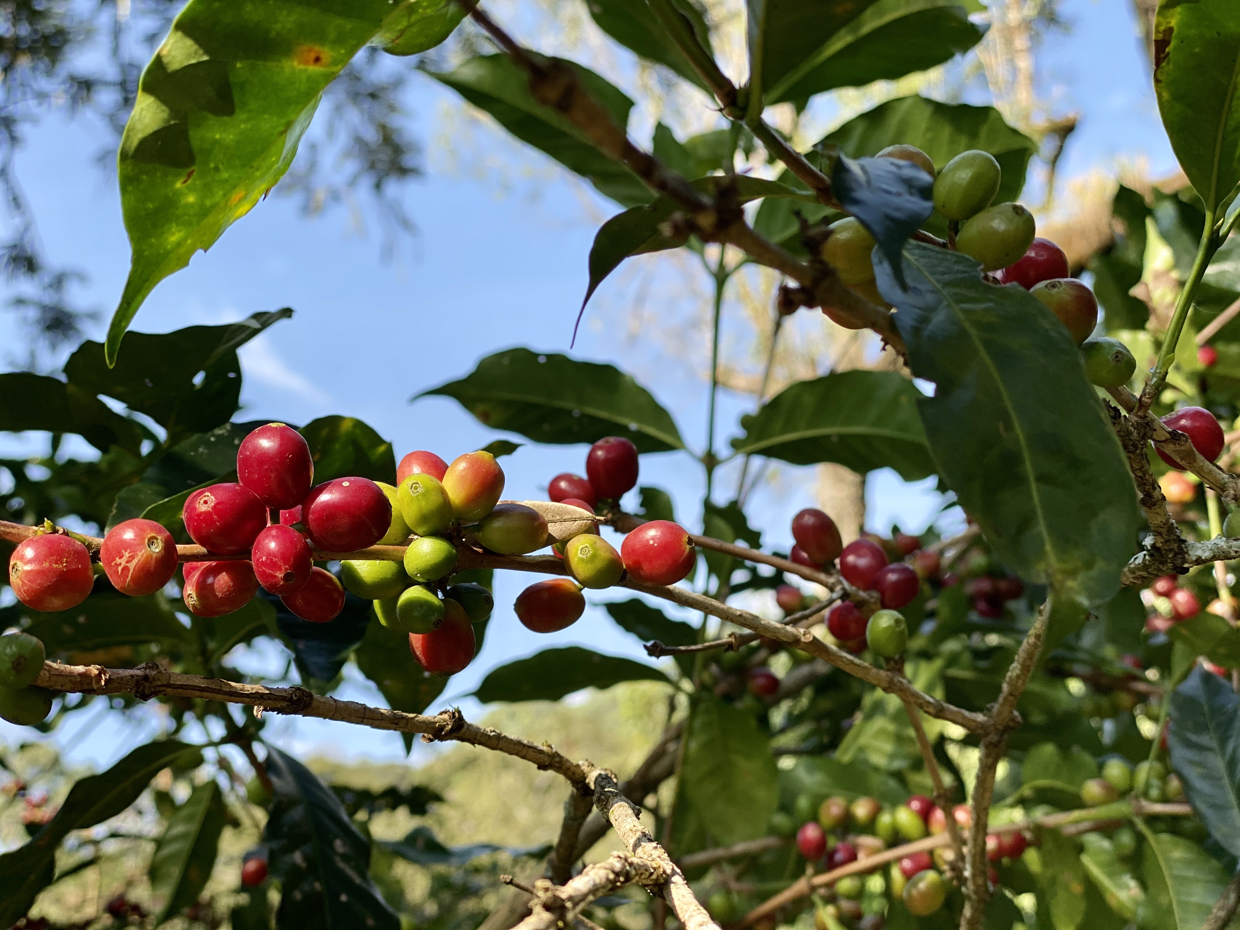 Coffee cherries