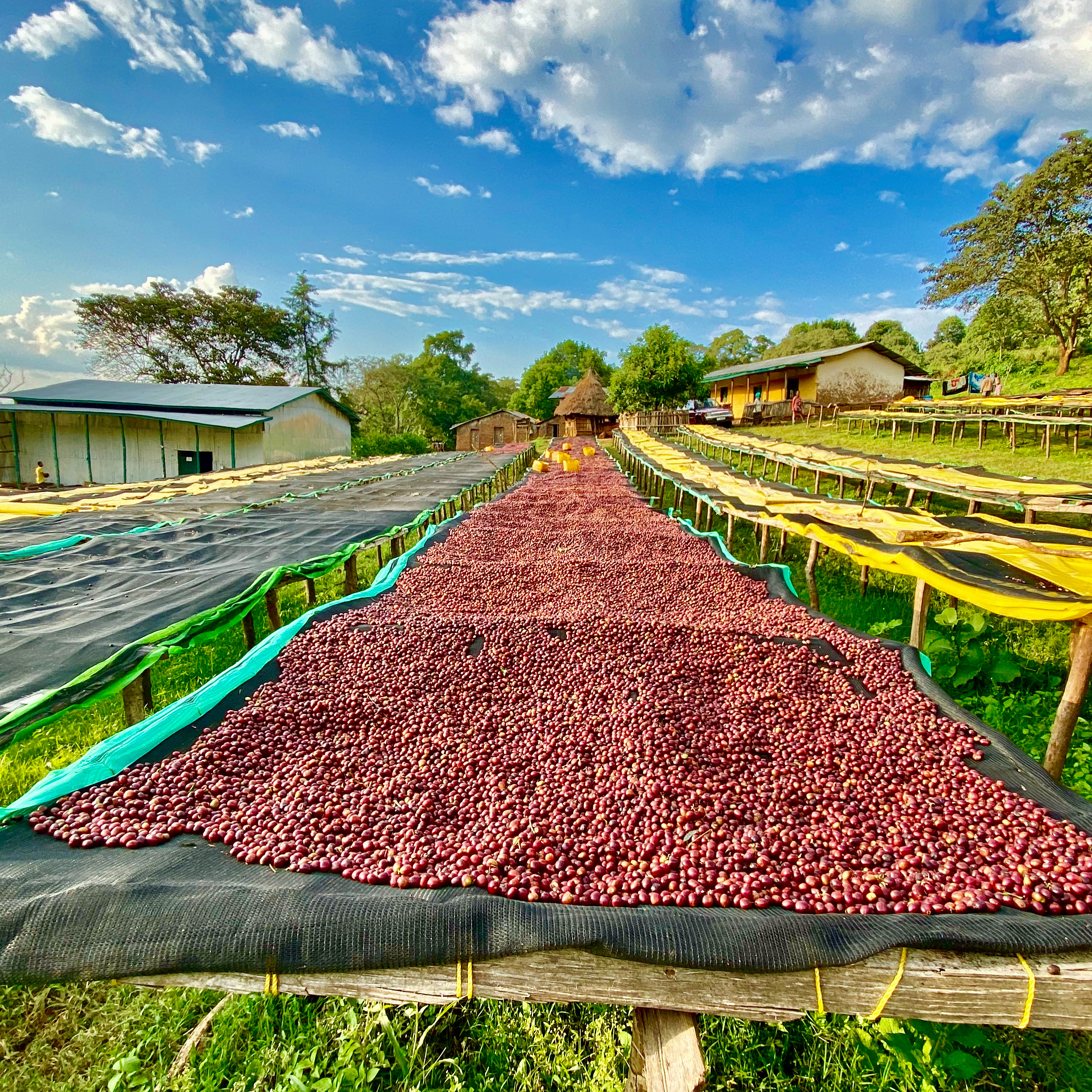 Natural processed cherries drying on raised beds