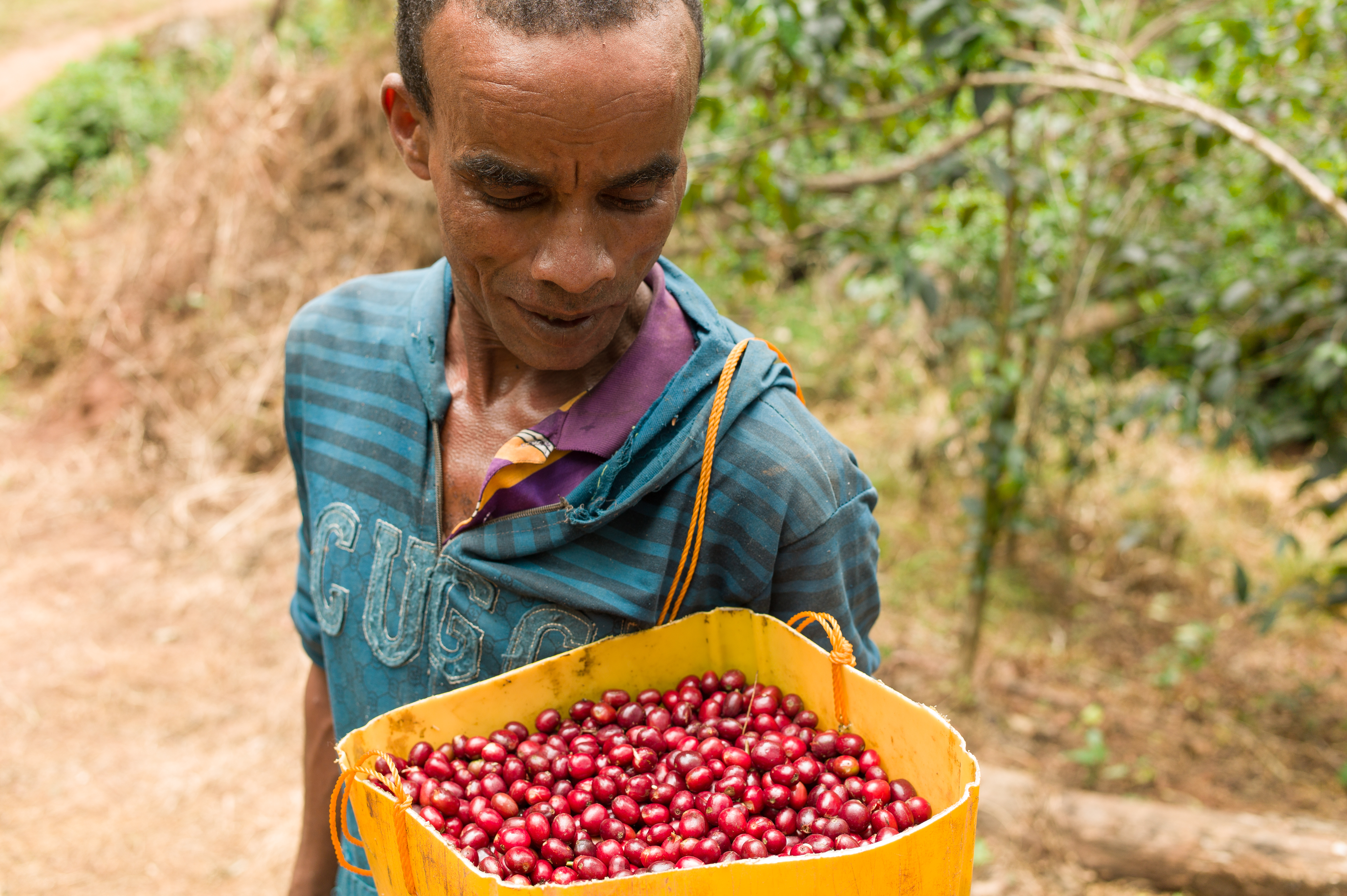 A picker with a beautiful bucket of freshly picked cherries