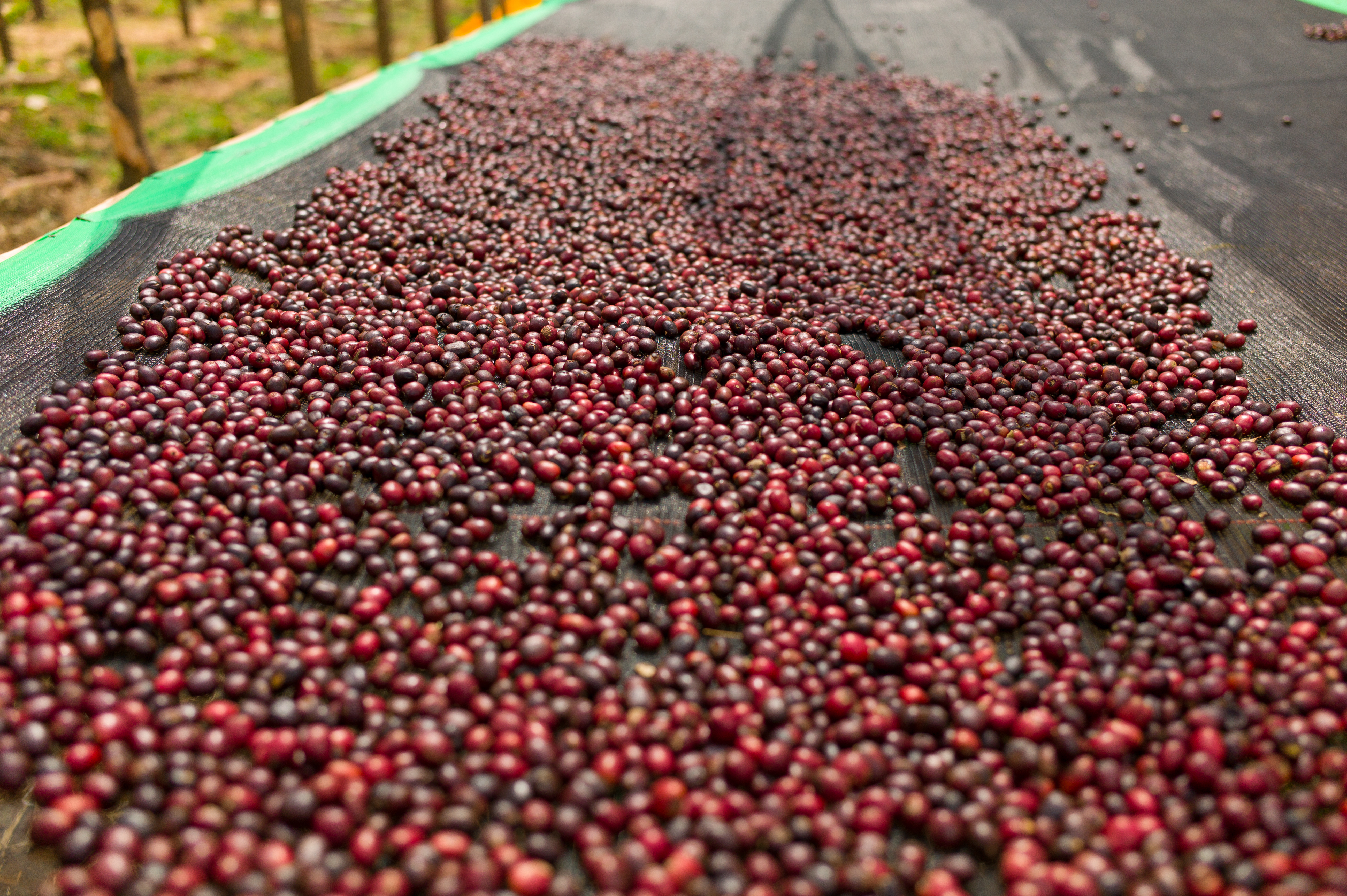 How the cherries have processed after 1 day on raised beds