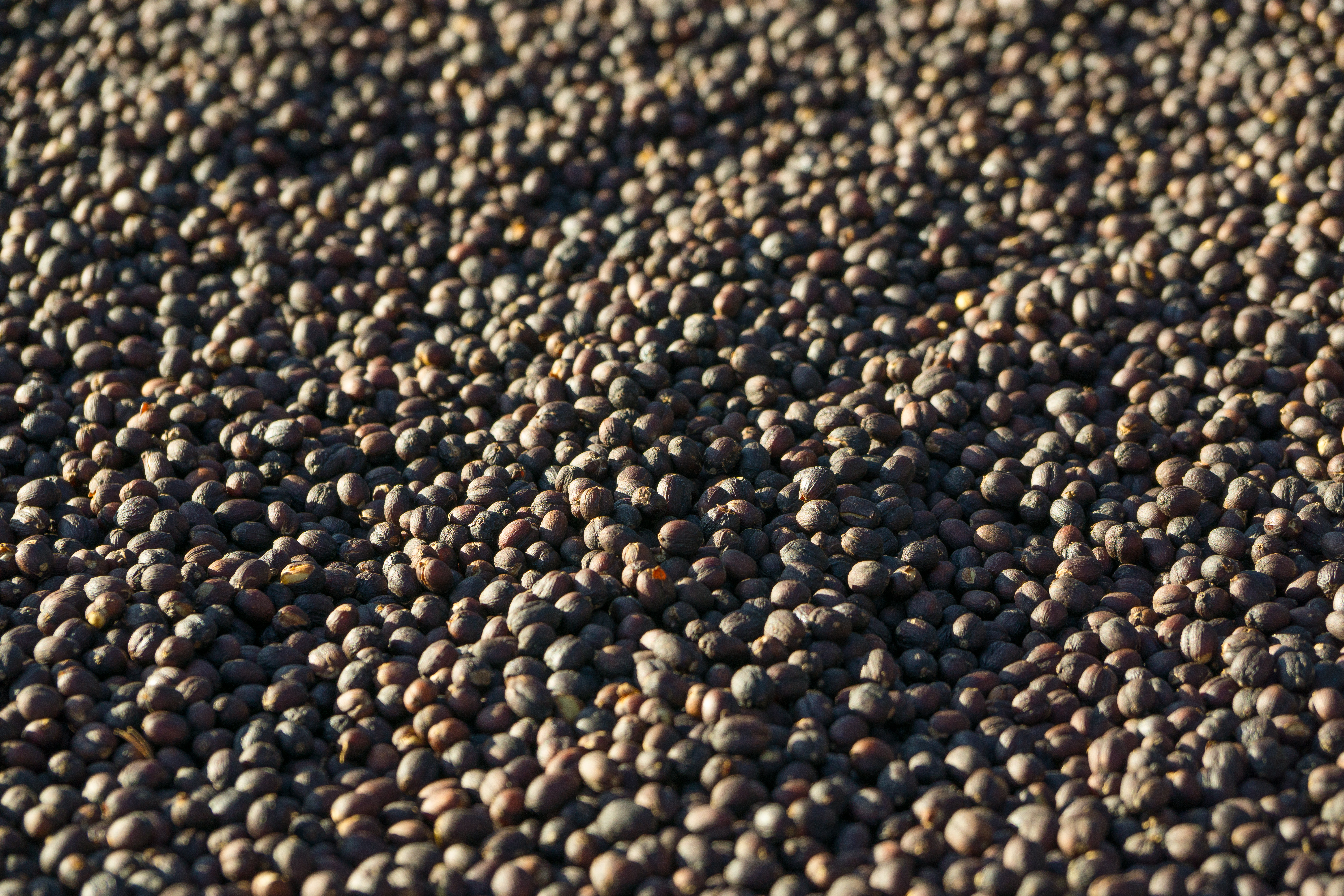 Dried cherries at the Ethiopien farm, Alaka