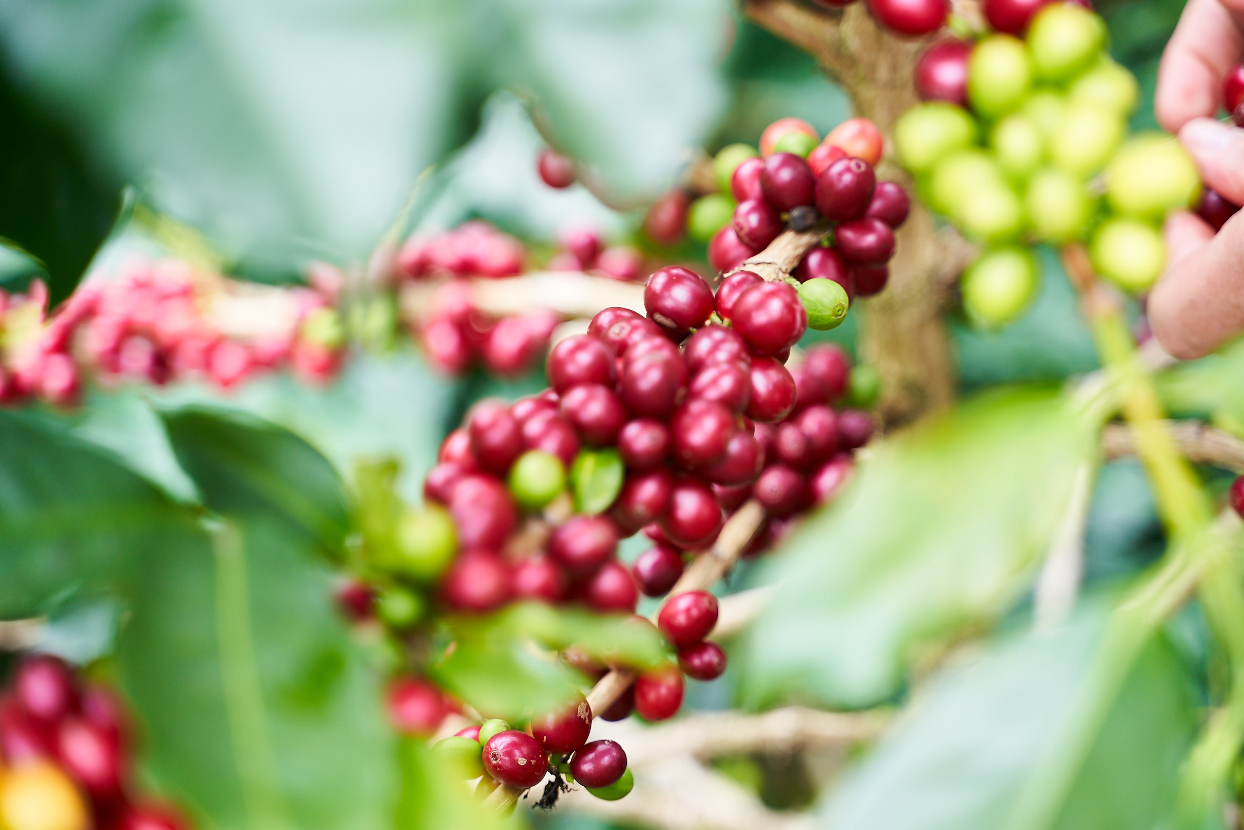 Beautiful ripe coffee cherries